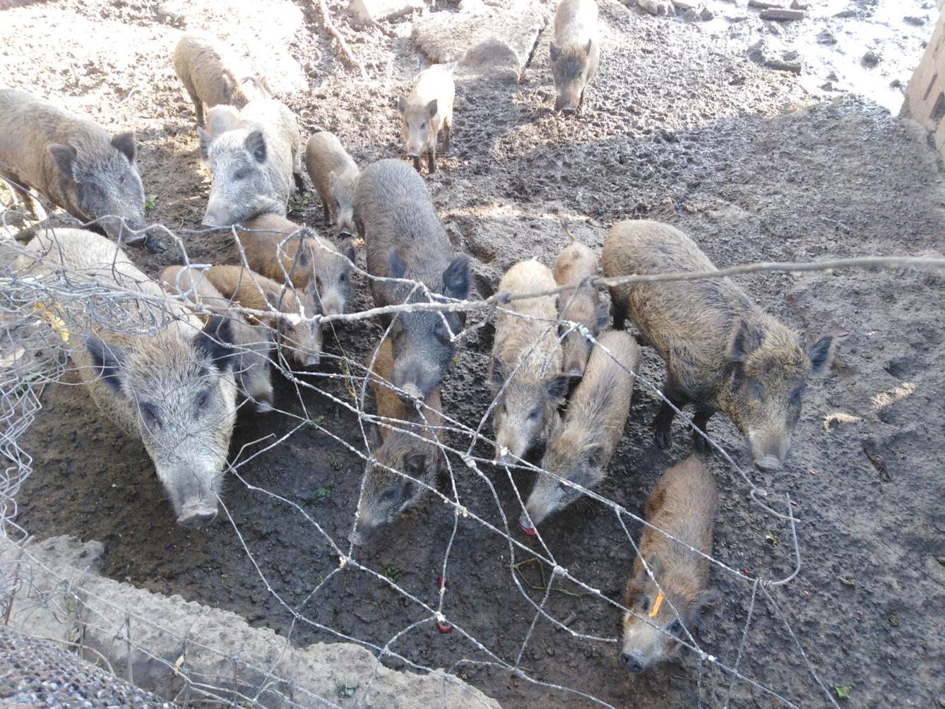 Broučci: vycházky za zvířátky - 26