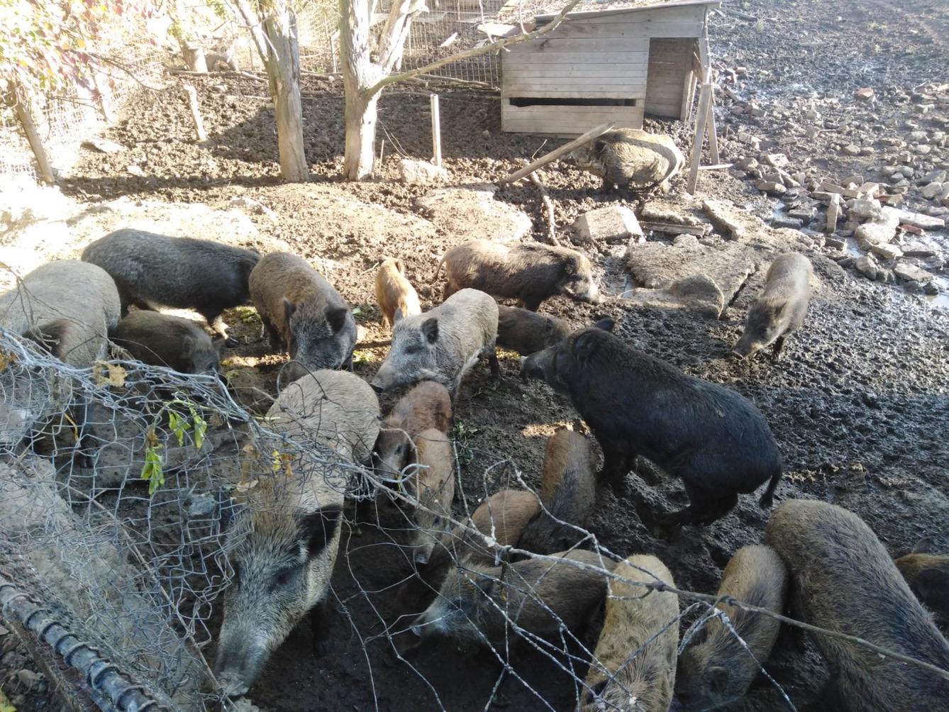 Broučci: vycházky za zvířátky - 32