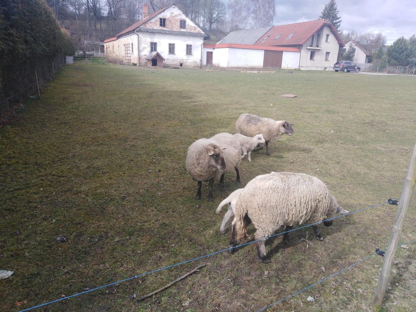 Vzpomínáme na školku: "Broučci, výlet za ovečkami" - 1