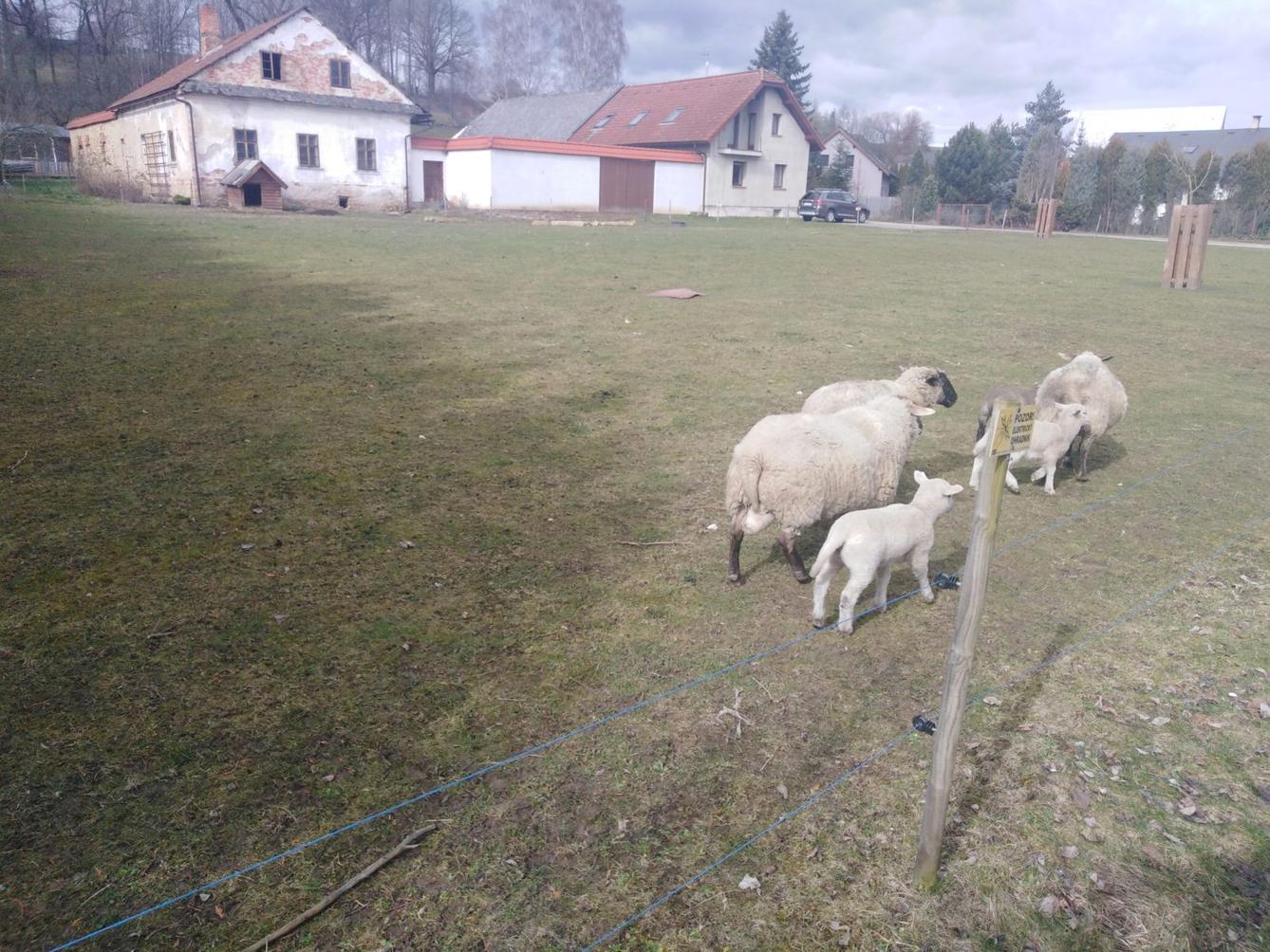 Vzpomínáme na školku: "Broučci, výlet za ovečkami" - 2