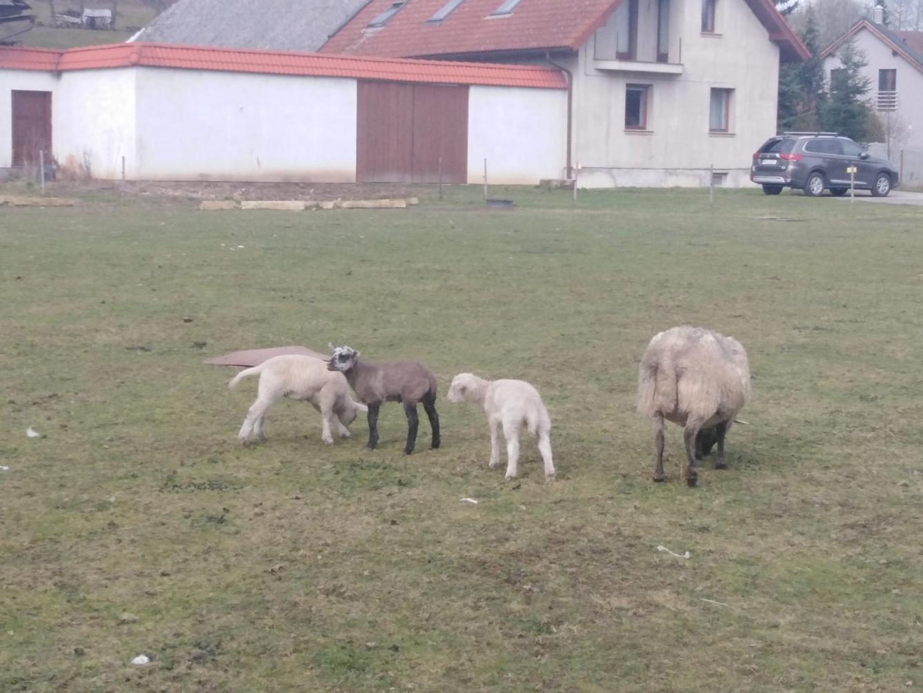 Vzpomínáme na školku: "Broučci, výlet za ovečkami" - 5