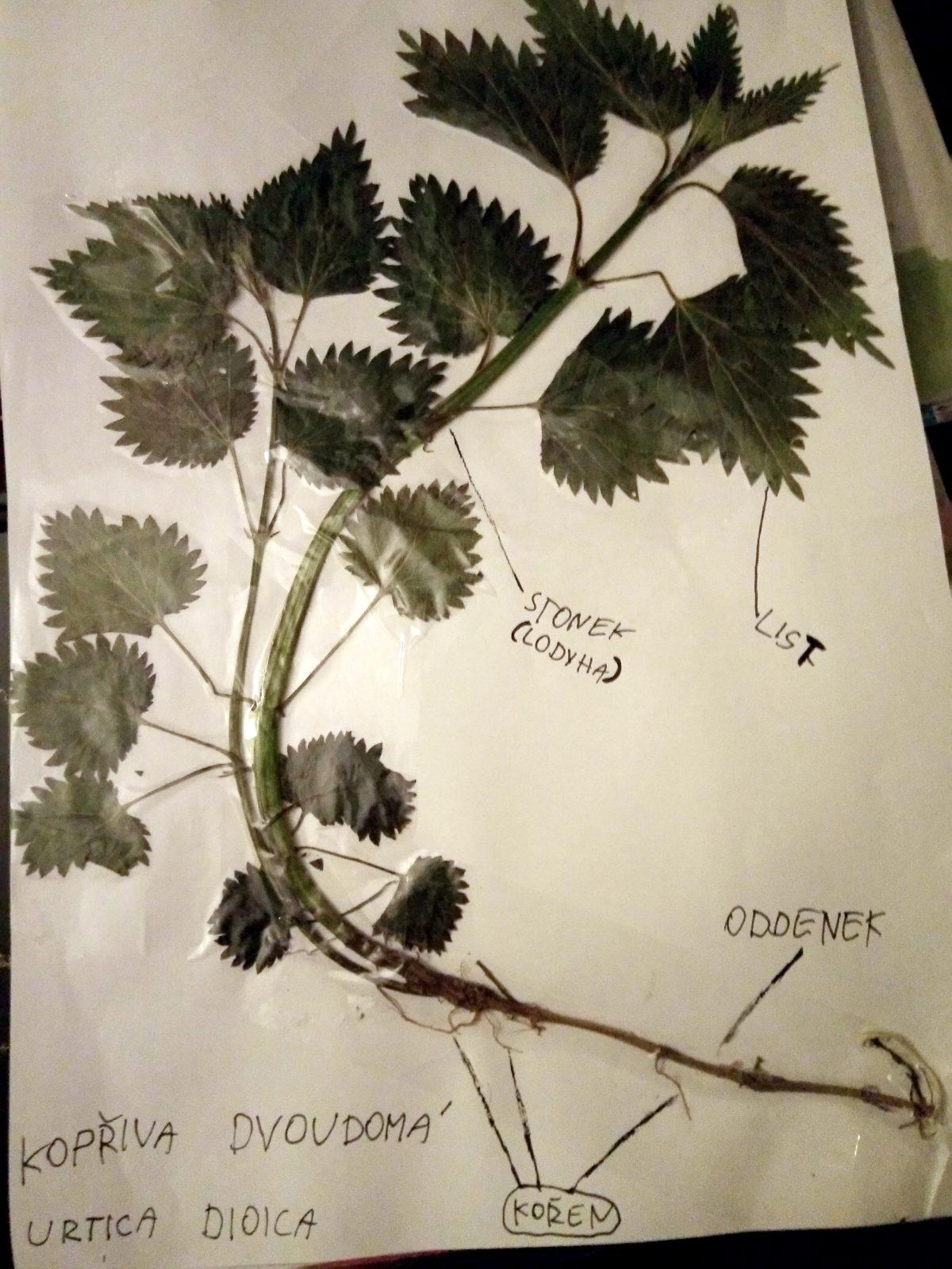 Geohrátky ve 3. třídě 10. 5. - 40