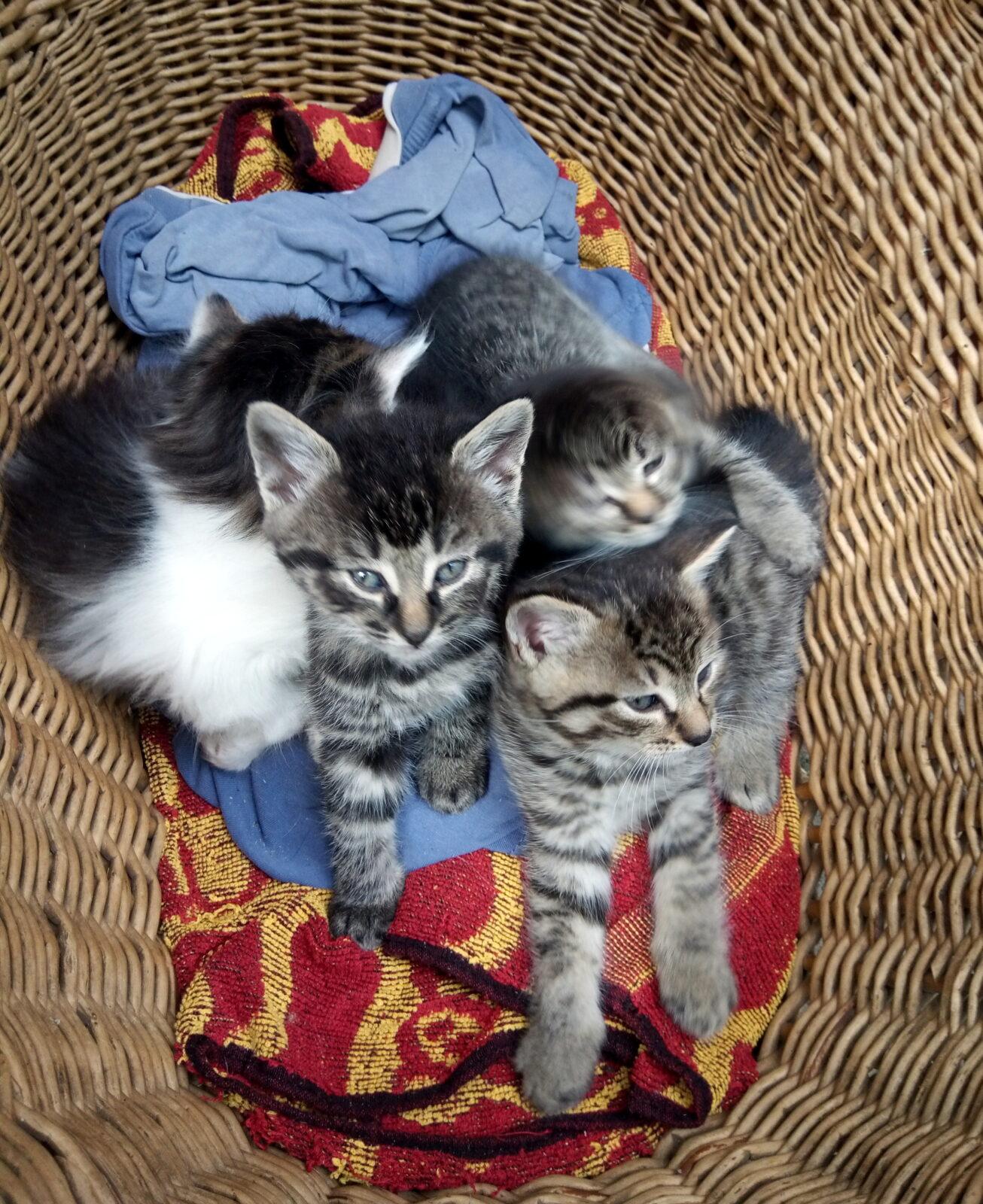 Příroda u třeťáčků 30. 5. - 9