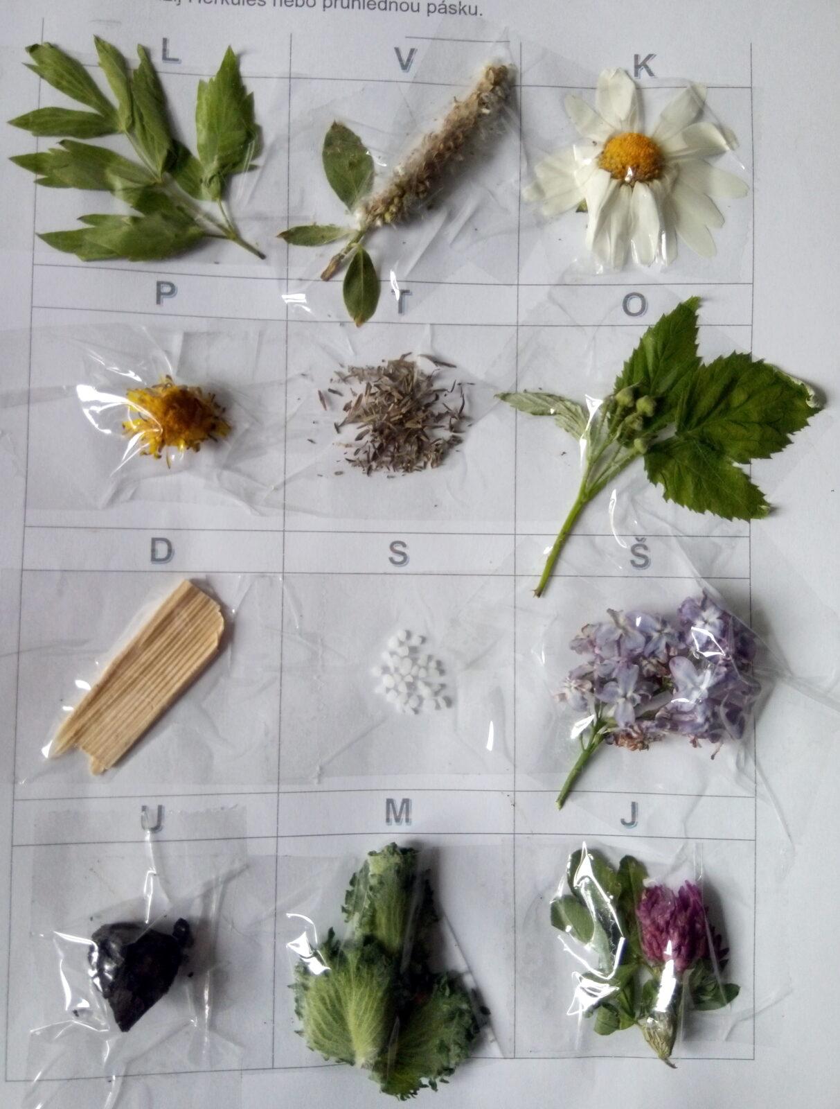 Příroda u třeťáčků 30. 5. - 13