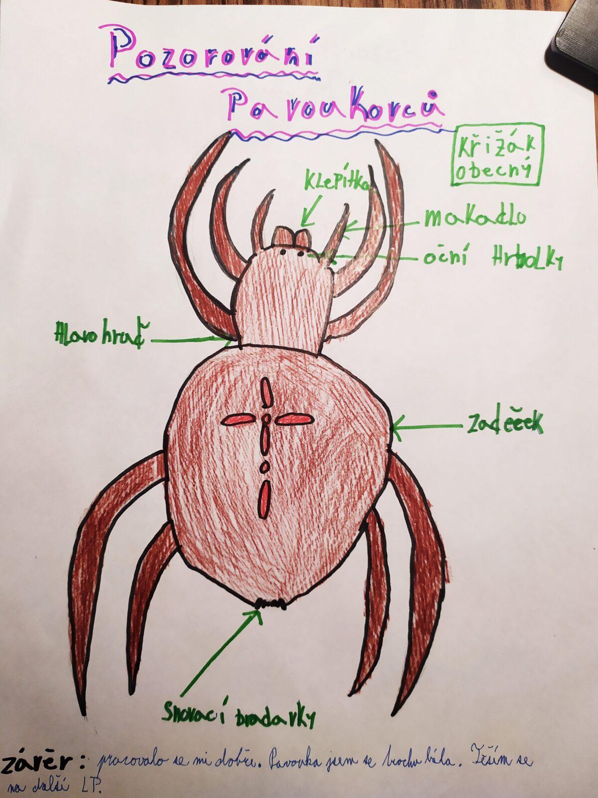 Pozorování pavoukovců - žáci 6. tříd - 8