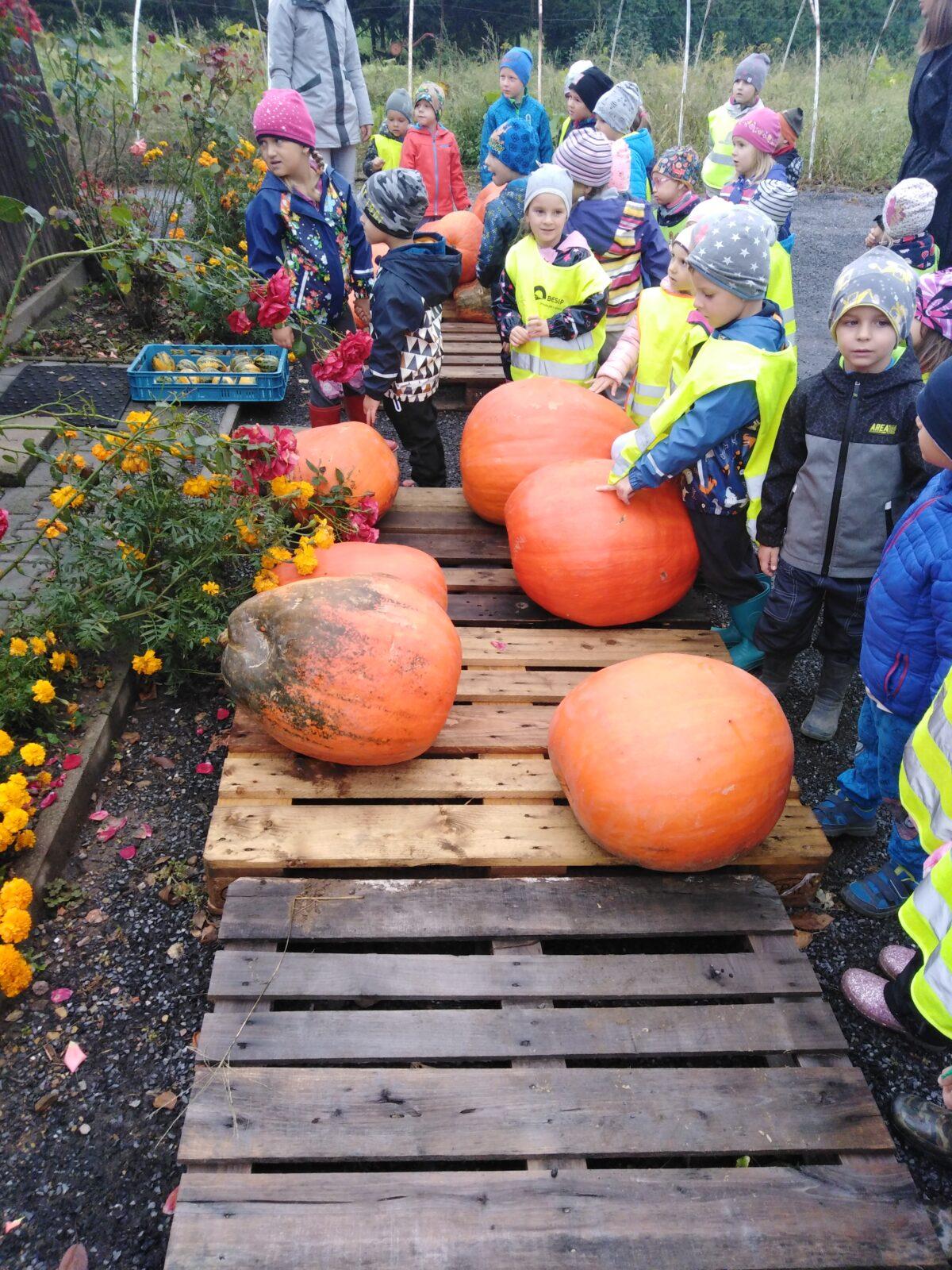 Vycházka k dýním - 9