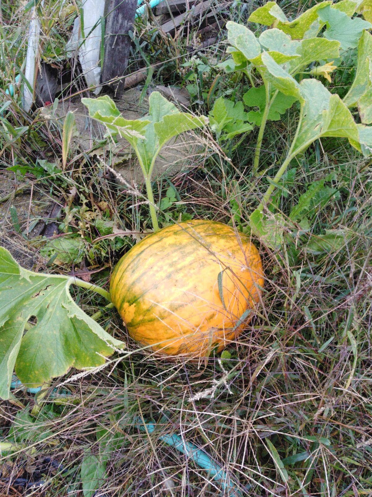 Vycházka k dýním - 10