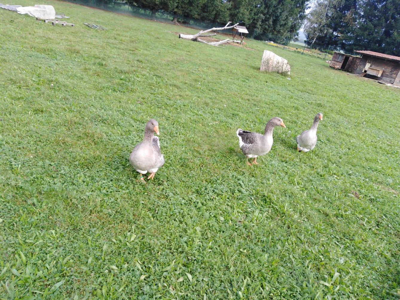 Broučci: vycházky za zvířátky - 1