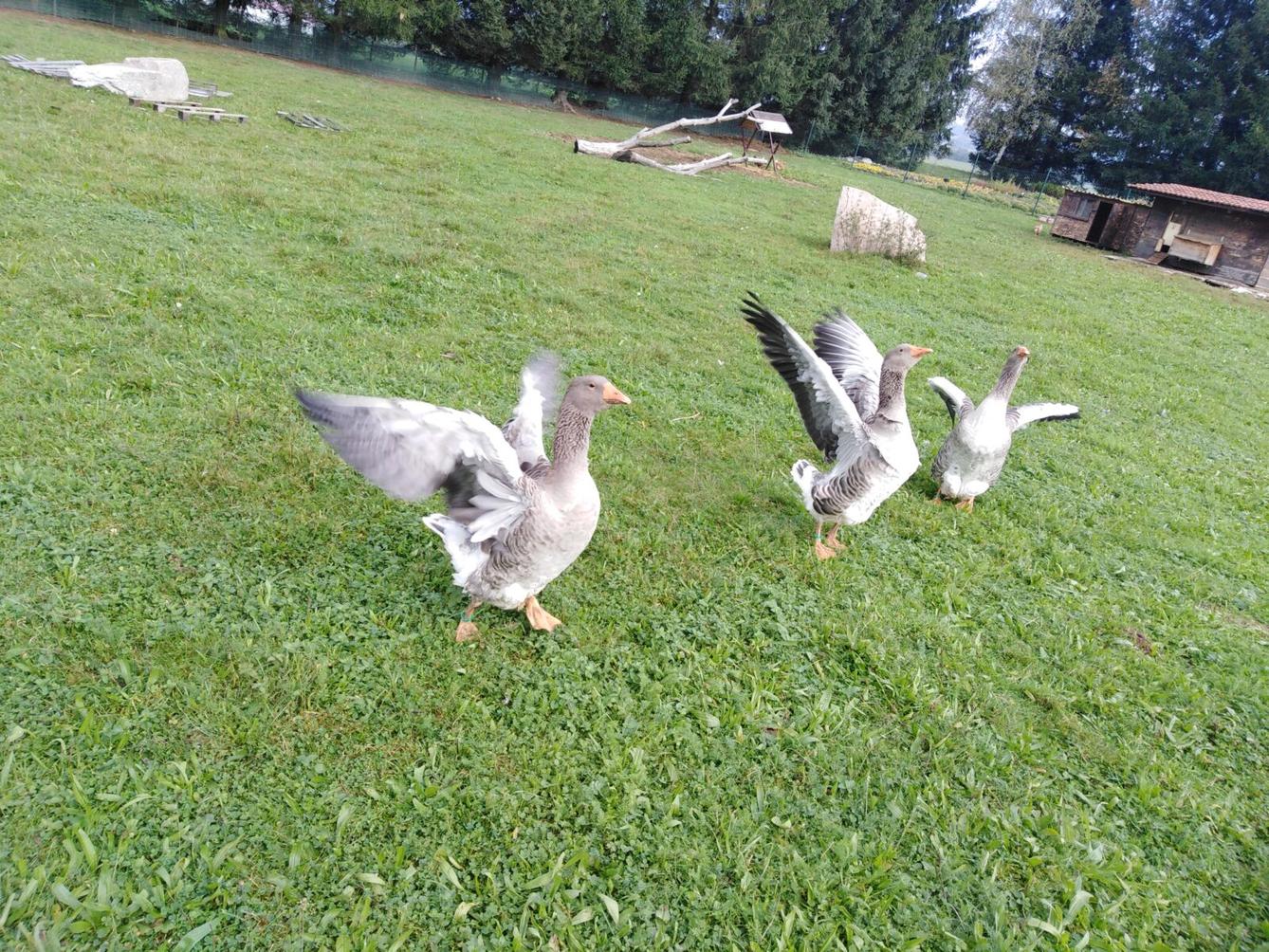 Broučci: vycházky za zvířátky - 2