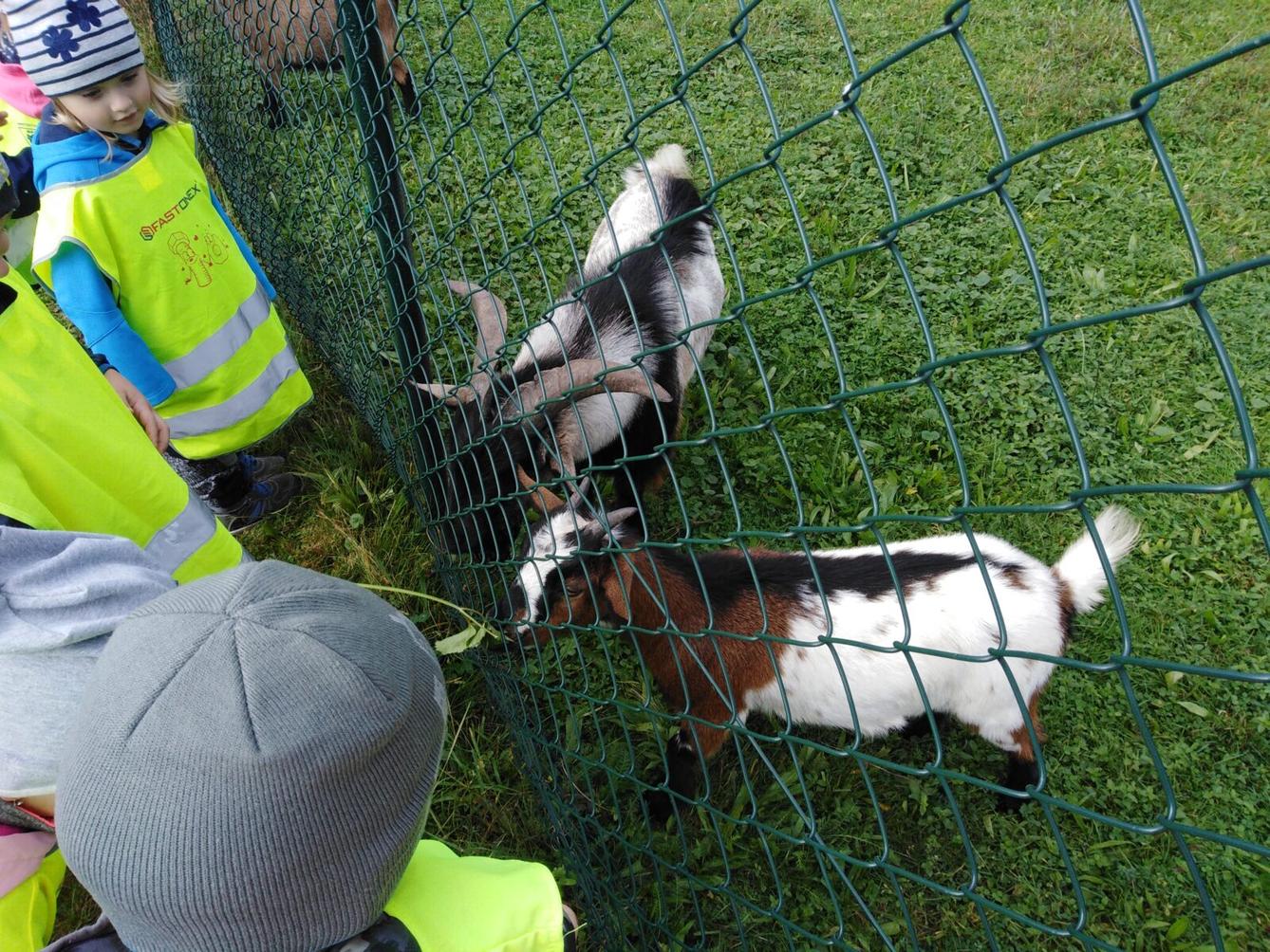 Broučci: vycházky za zvířátky - 3