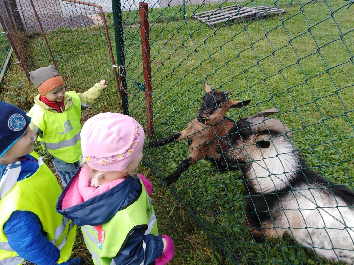 Broučci: vycházky za zvířátky - 5