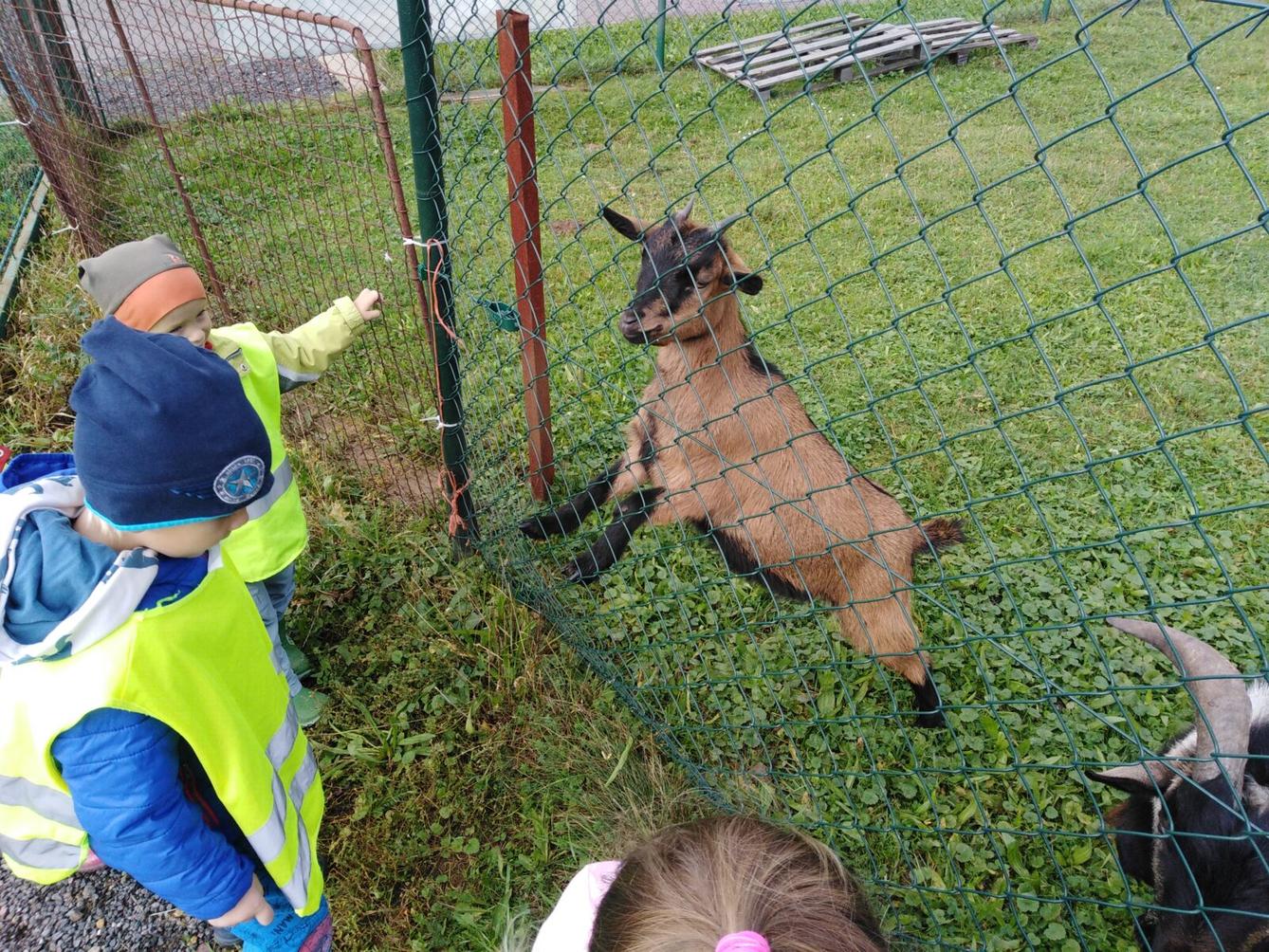 Broučci: vycházky za zvířátky - 6