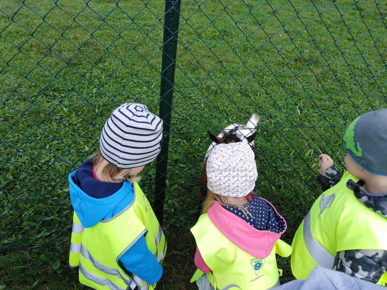 Broučci: vycházky za zvířátky - 7