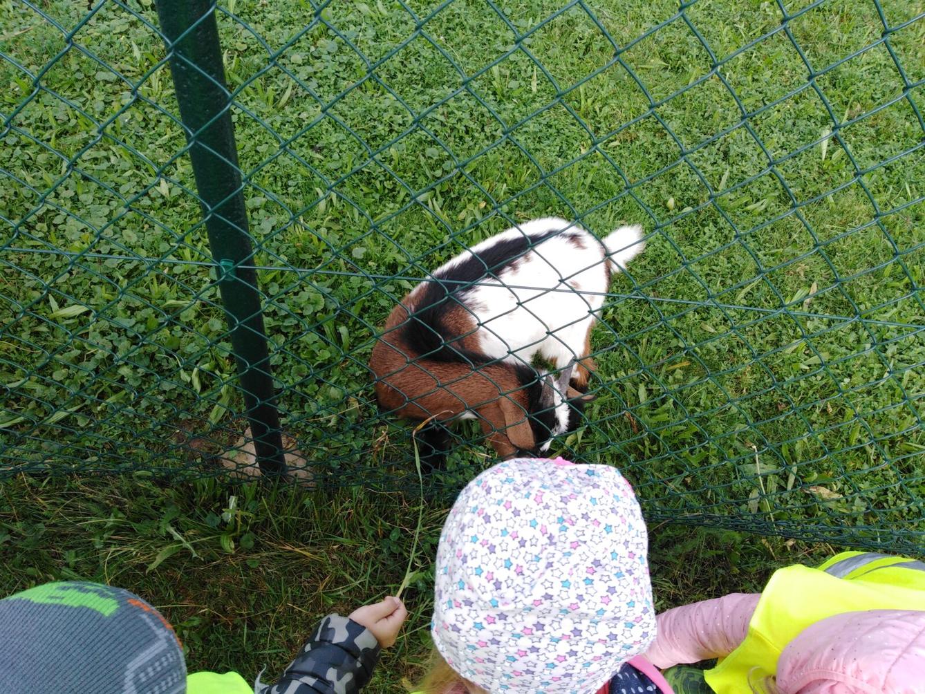 Broučci: vycházky za zvířátky - 8