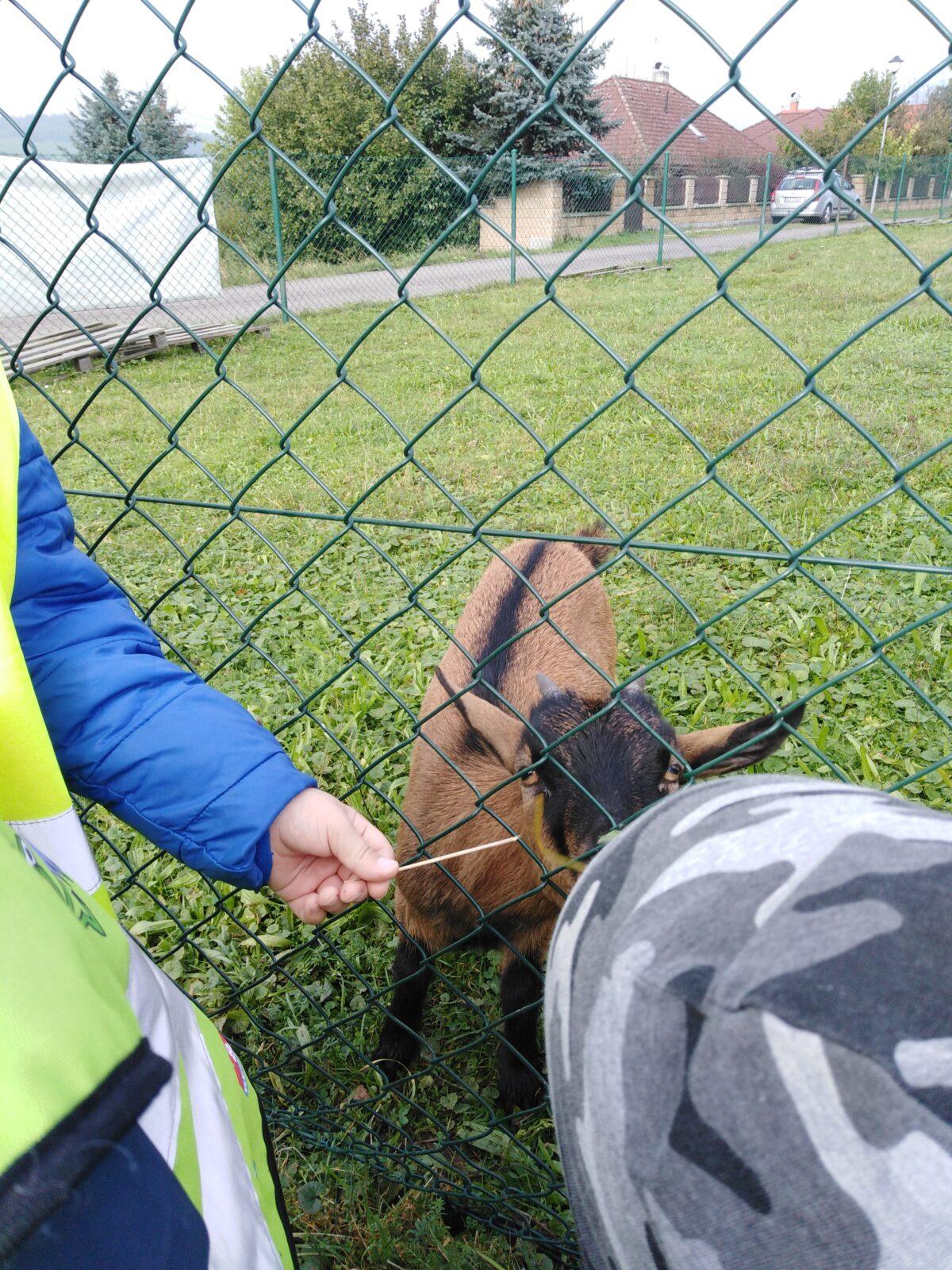 Broučci: vycházky za zvířátky - 11