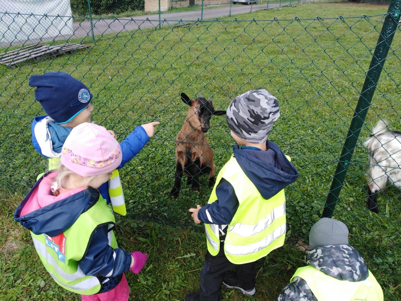Broučci: vycházky za zvířátky - 12