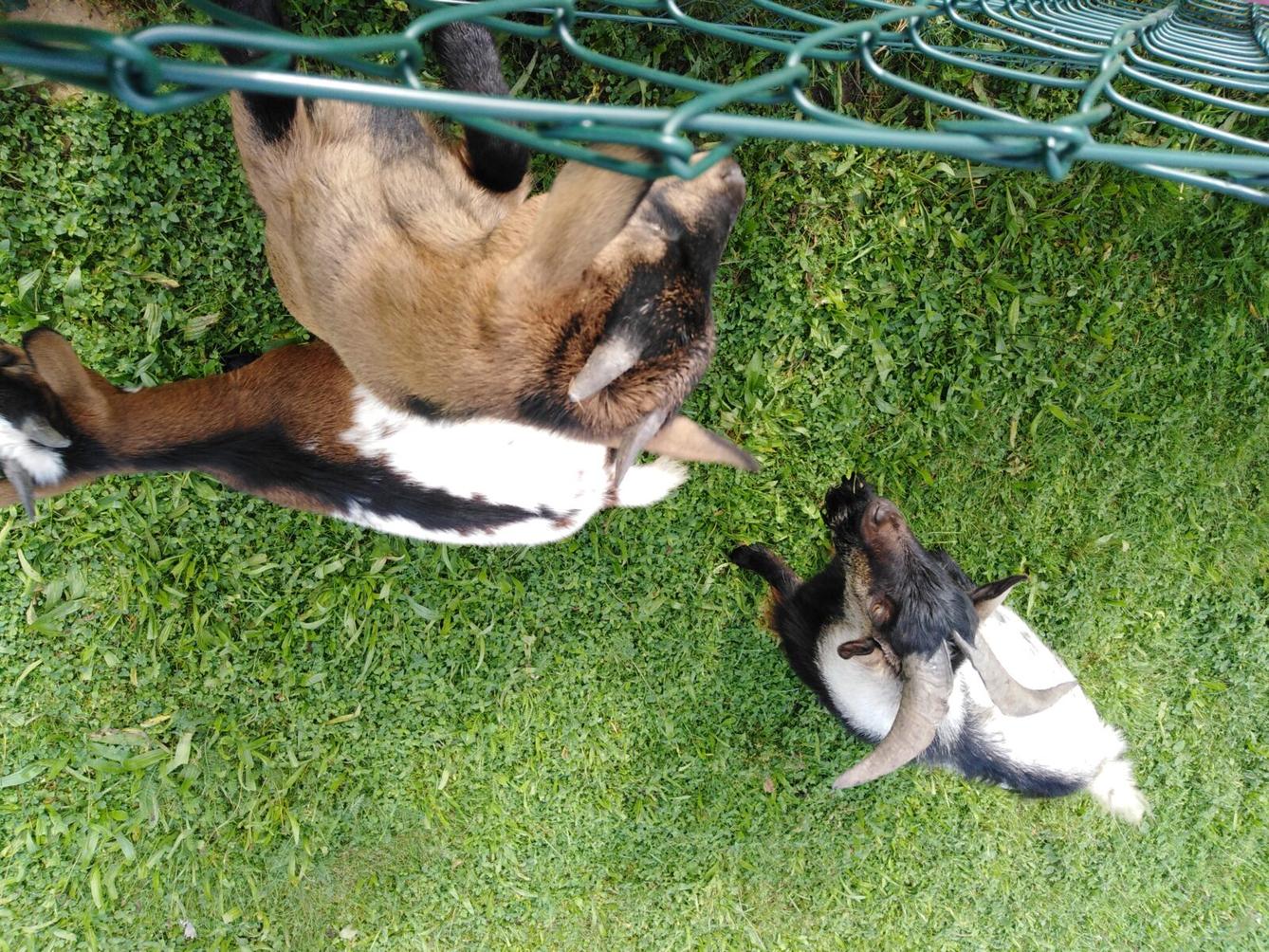 Broučci: vycházky za zvířátky - 15