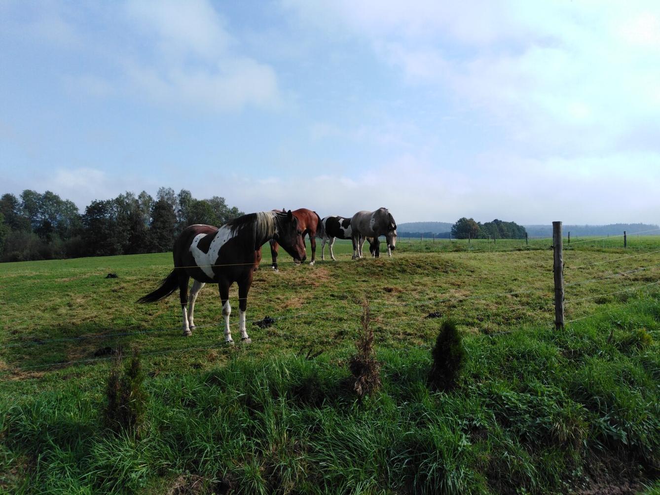 Broučci: vycházky za zvířátky - 16