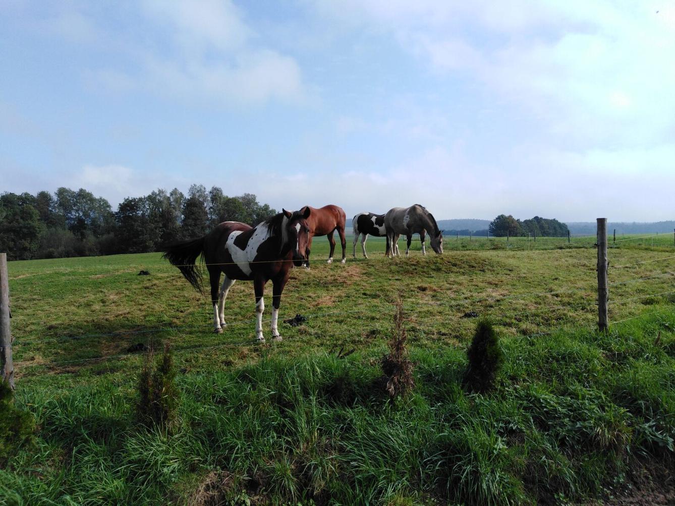 Broučci: vycházky za zvířátky - 18