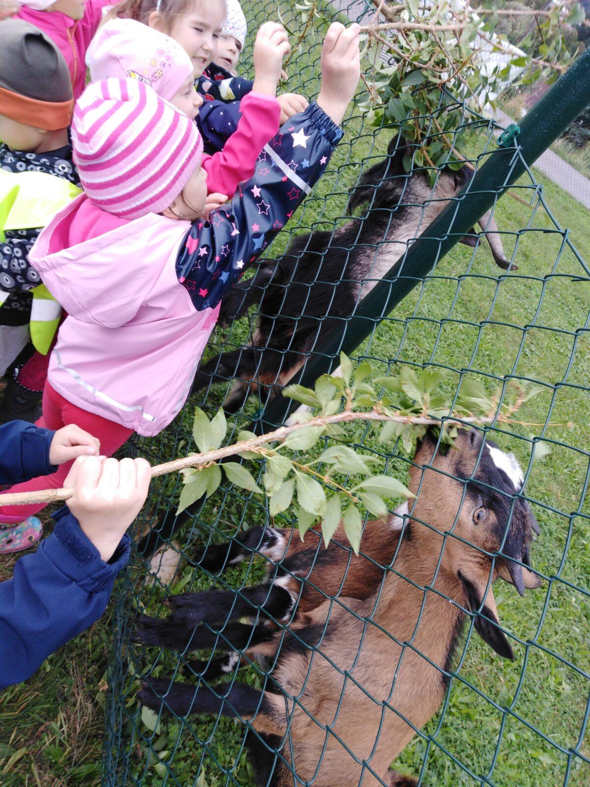 Broučci: vycházky za zvířátky - 25