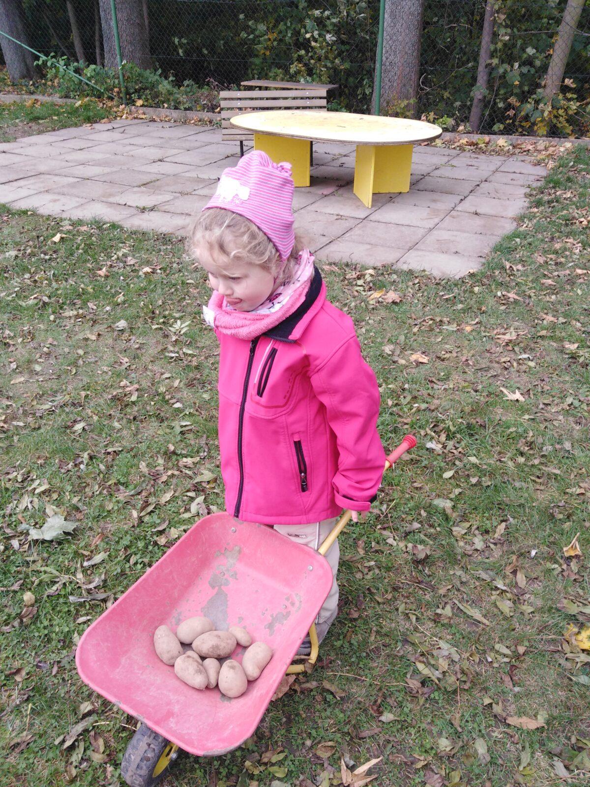 Bramboriáda v MŠ :-) - 103