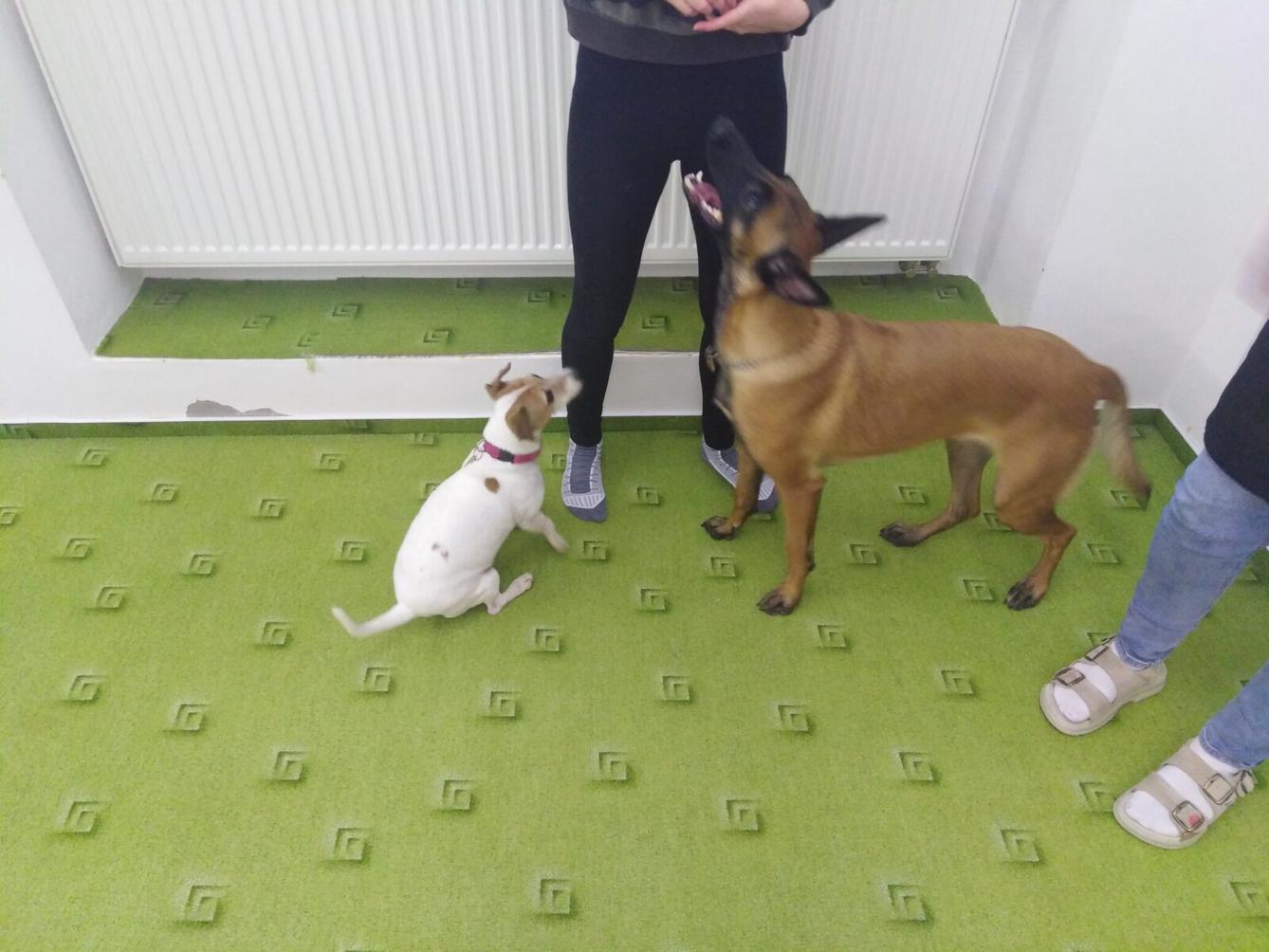 Projektový den v MŠ: AGILITY - 8