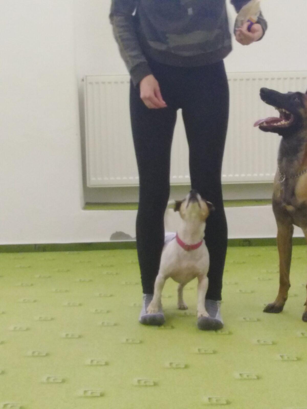 Projektový den v MŠ: AGILITY - 10