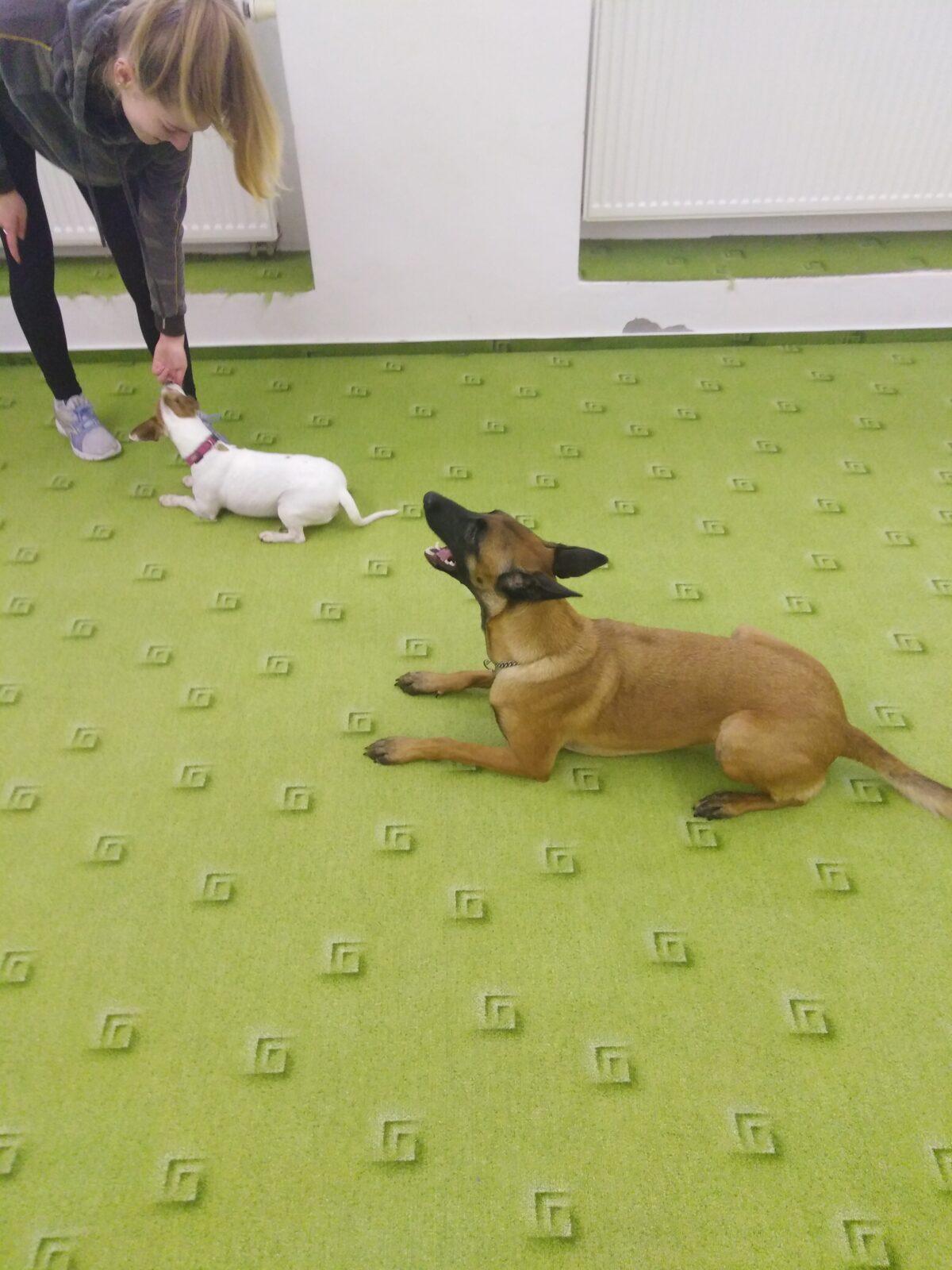 Projektový den v MŠ: AGILITY - 17