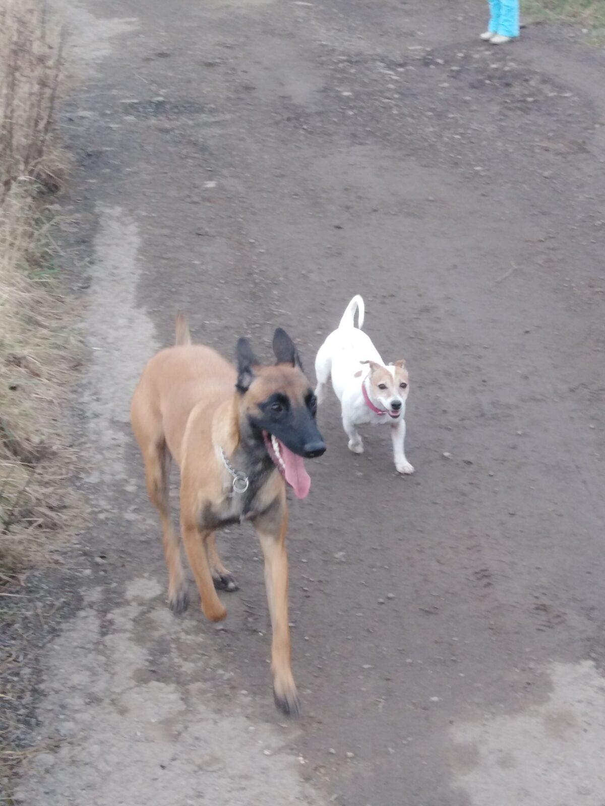 Projektový den v MŠ: AGILITY - 36