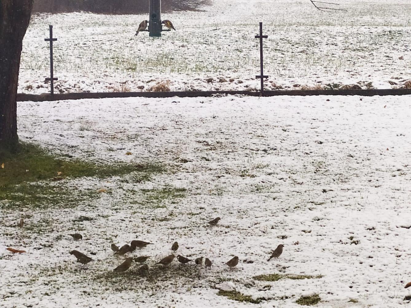 Nejkrásnějších 20 snímků z "Ptačí hodinky" - 11