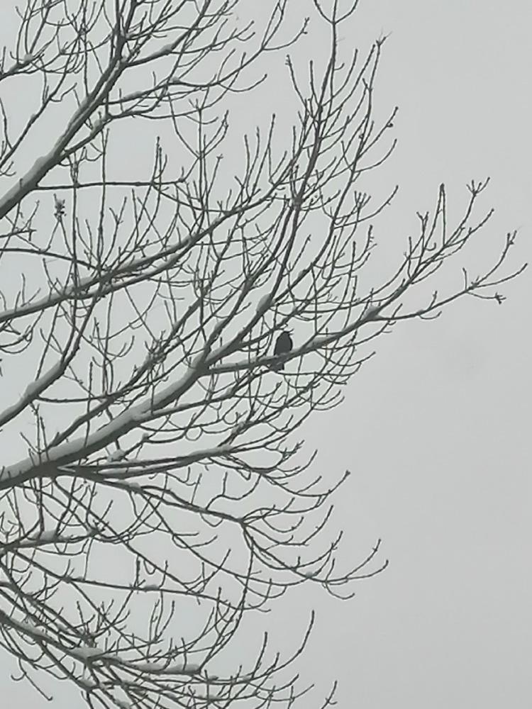 Nejkrásnějších 20 snímků z "Ptačí hodinky" - 13