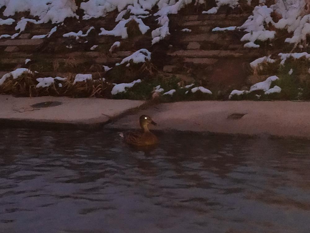 Nejkrásnějších 20 snímků z "Ptačí hodinky" - 14