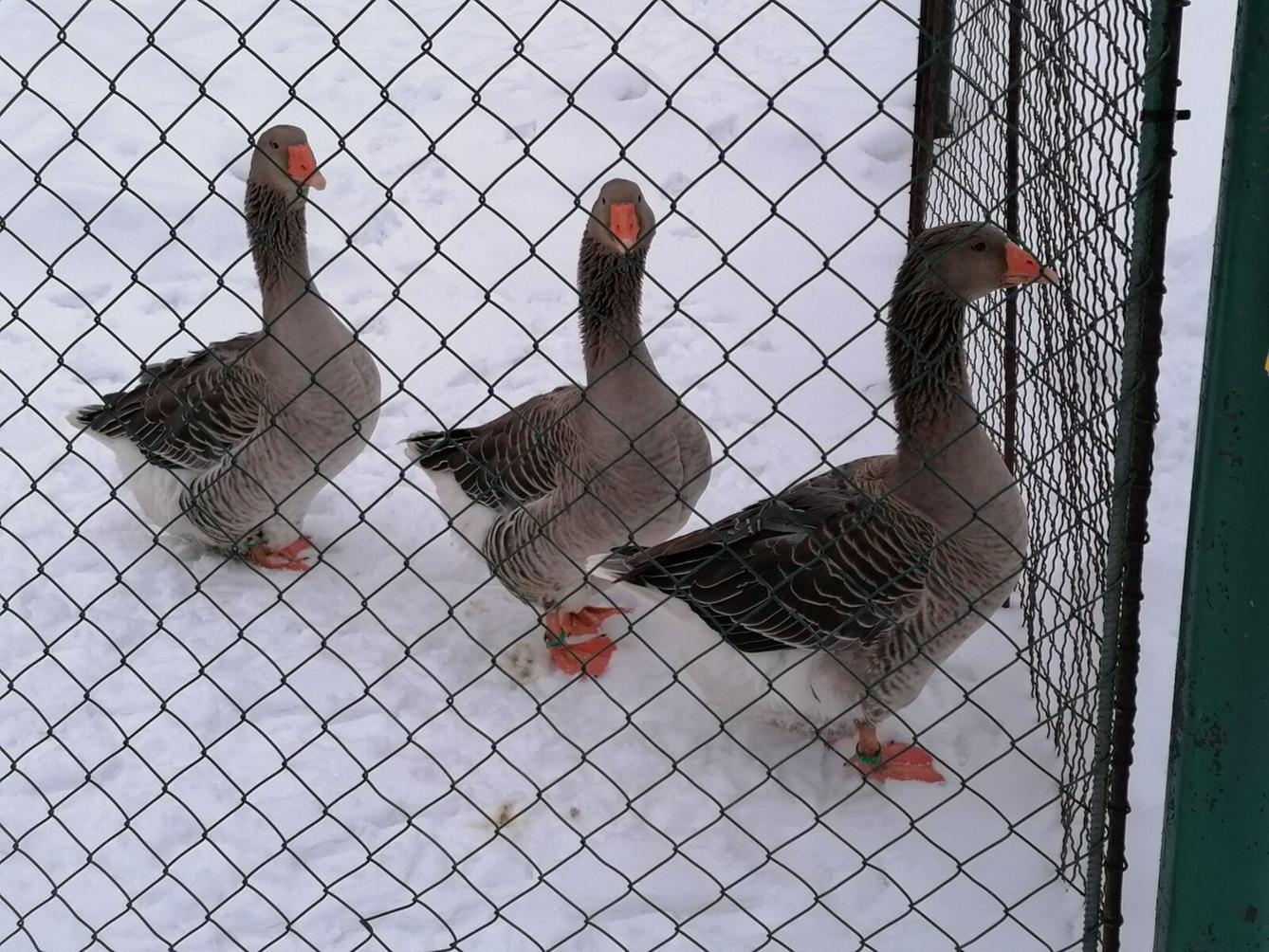 ZIMNÍ OLYMPIJSKÉ HRY V MŠ III. (závody "bobů" a "spřežení" :-)) - 46