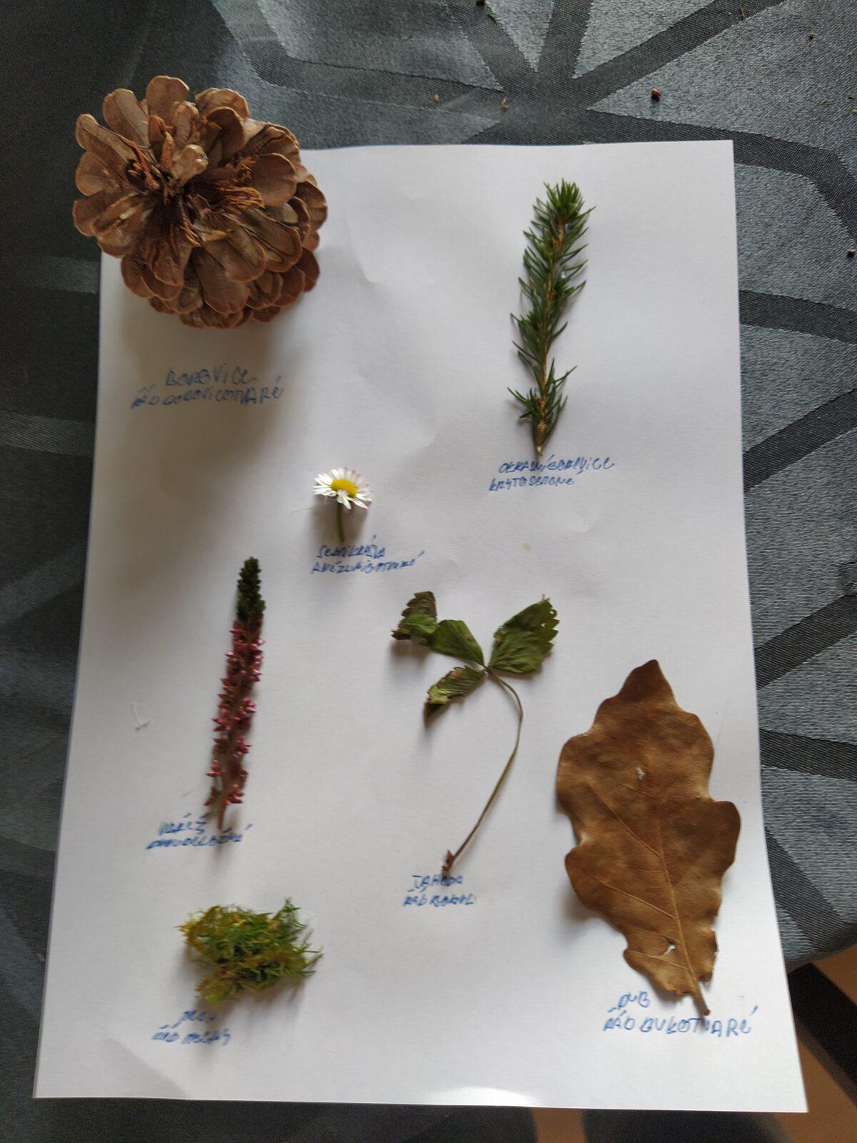 Taxonomie rostlin - sedmáci - 3