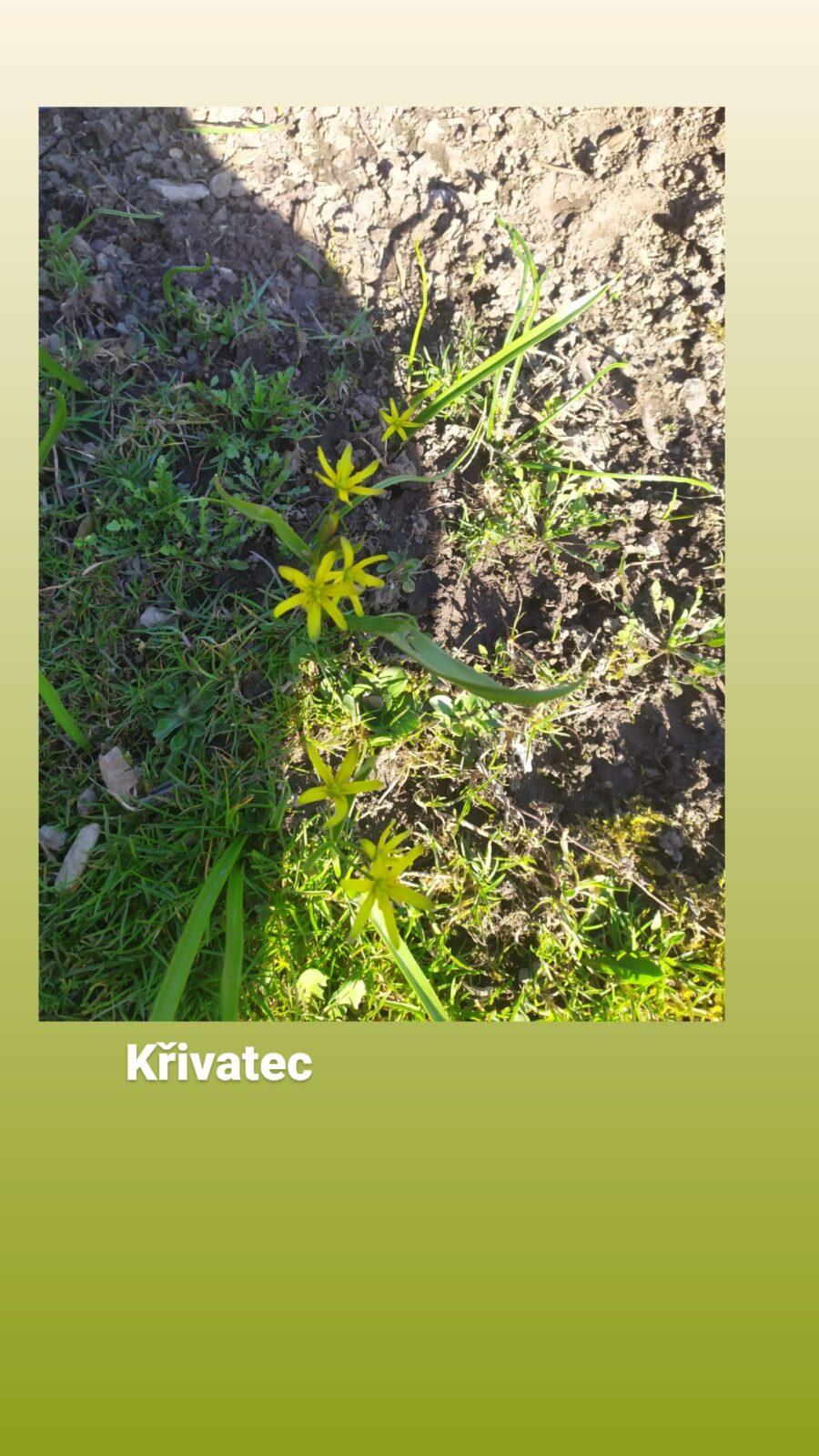 Taxonomie rostlin - sedmáci - 5