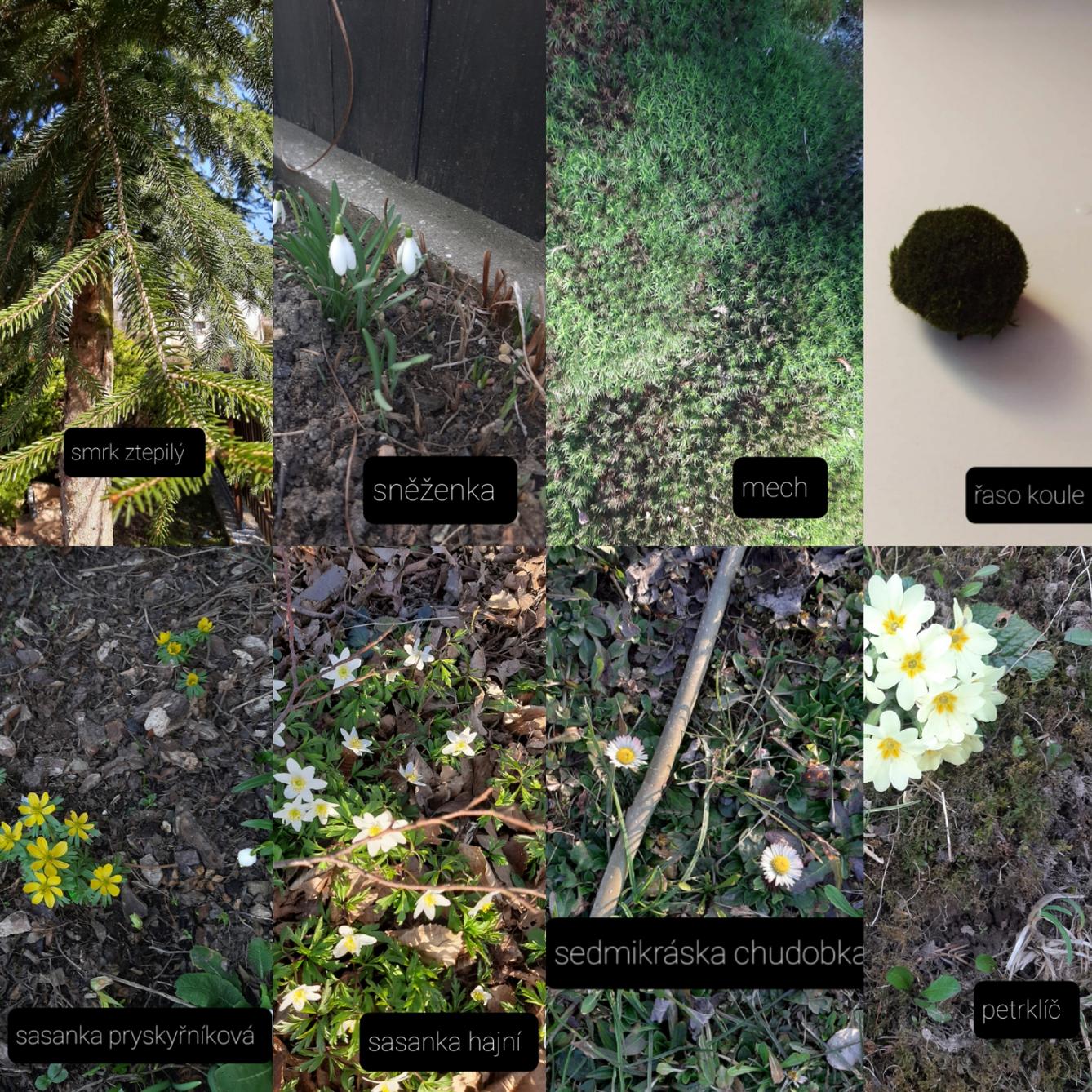 Taxonomie rostlin - sedmáci - 6