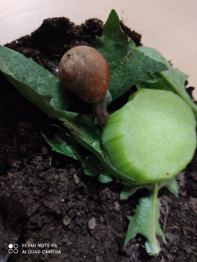 Projekt "Hlemýžď" v 6. třídě - 2