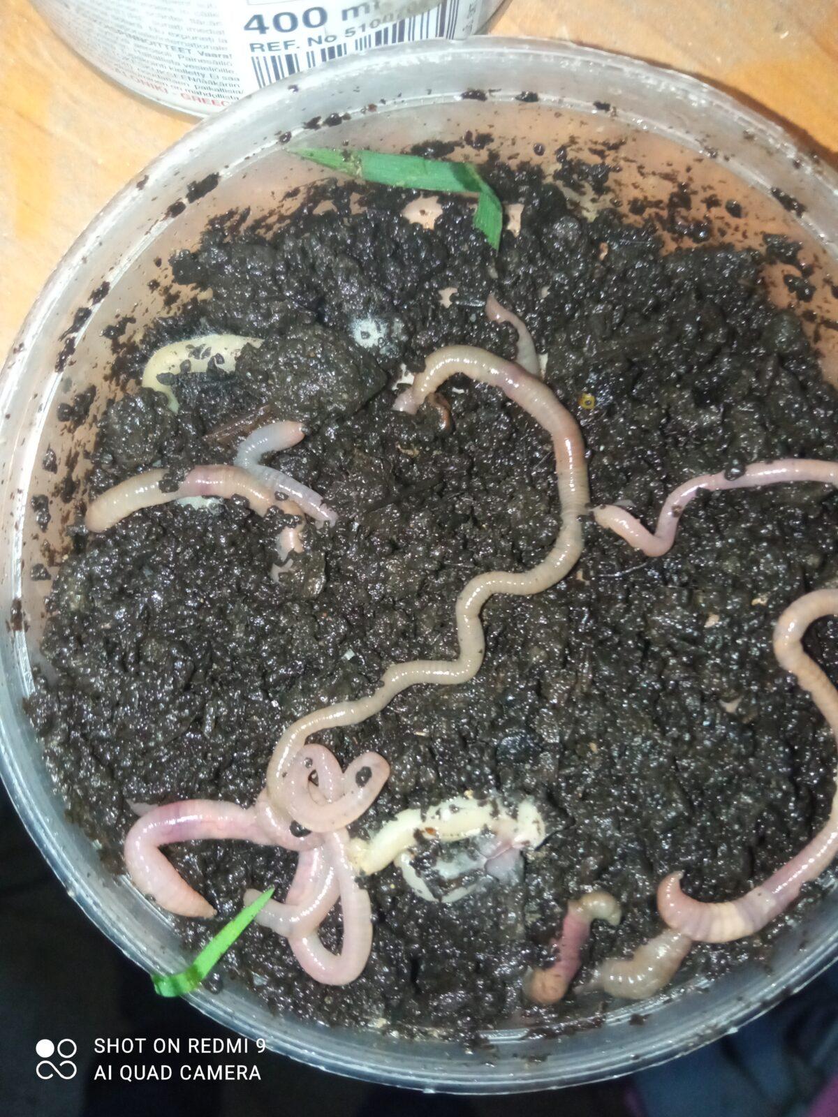 Pozorování žížaly - 6. třída - 2