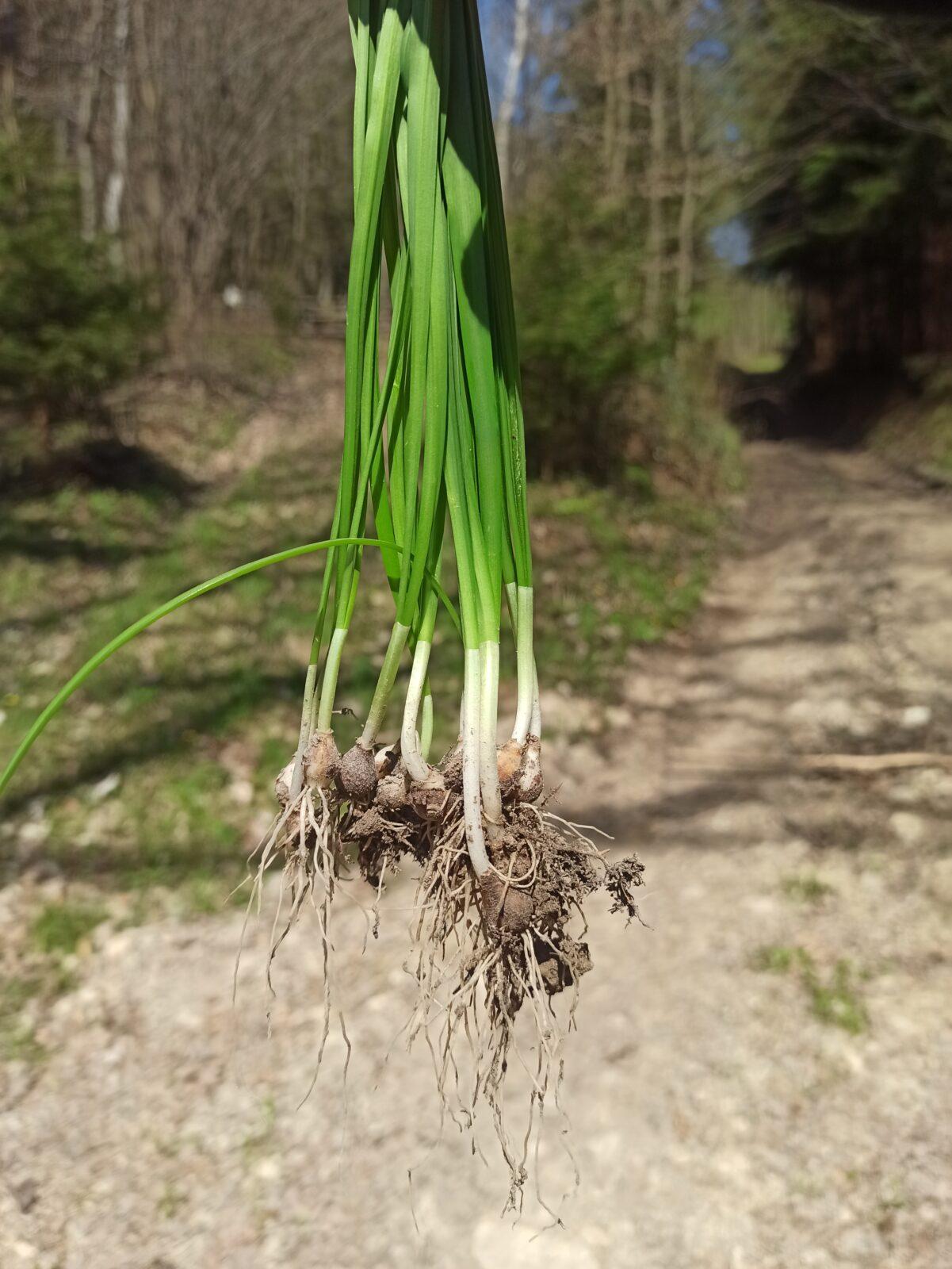 Botanika v 7. třídách - 12