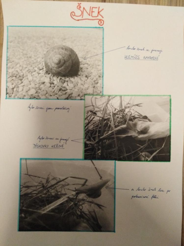 Projekt "Hlemýžď" v 6. třídě - 4