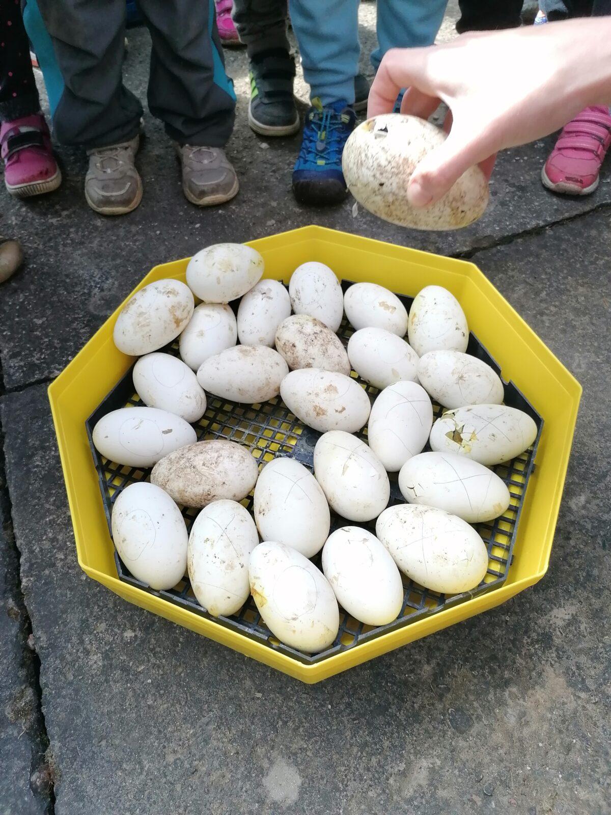 Vycházka "máme rádi zvířata" - 1