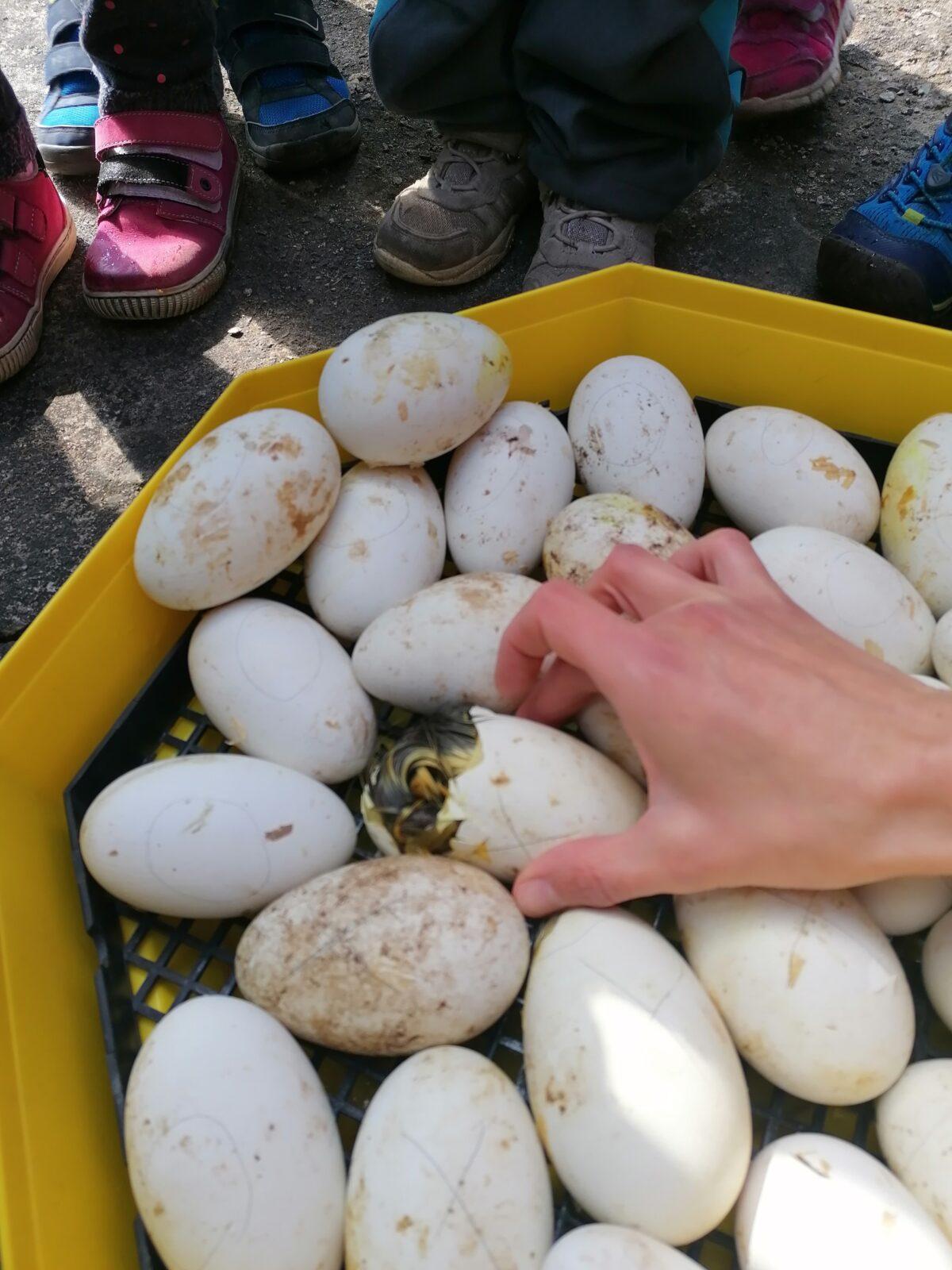 Vycházka "máme rádi zvířata" - 3