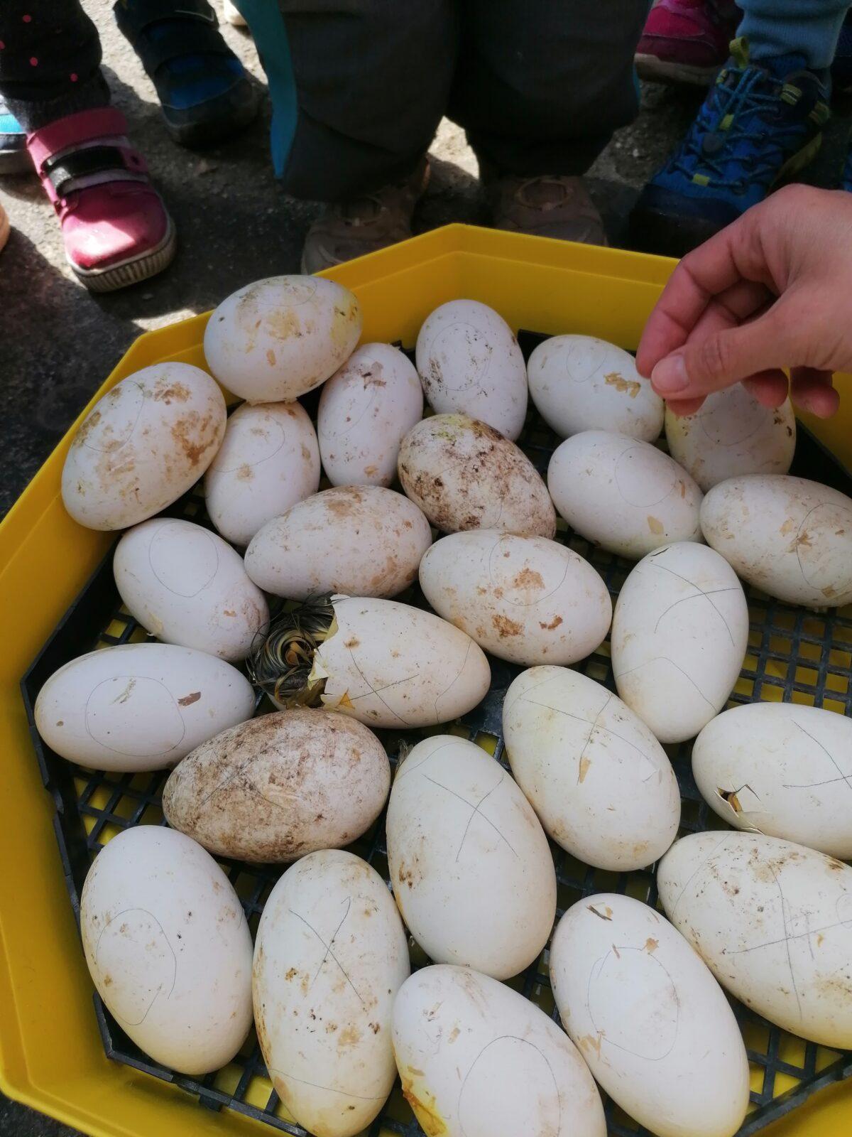 Vycházka "máme rádi zvířata" - 4