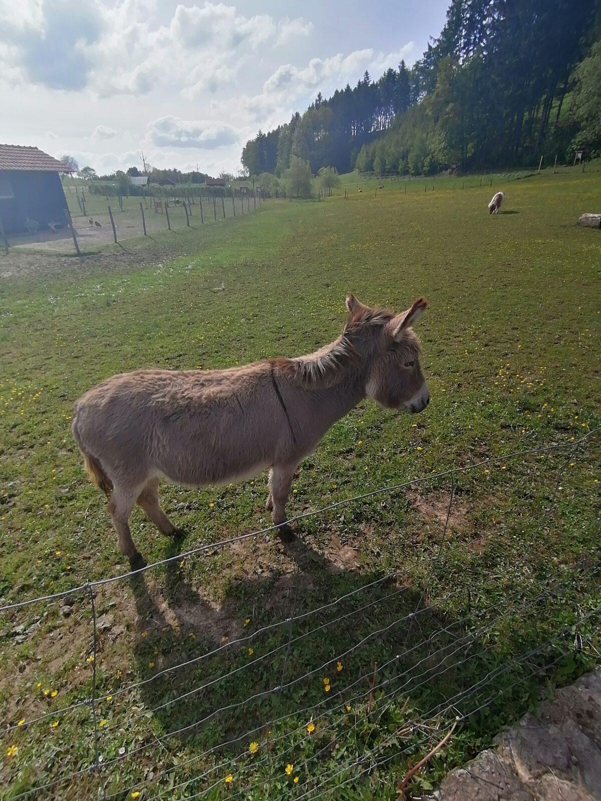 Sláva, nazdar výletu:-) (Babiččin statek - Líšnice) I. část - 65