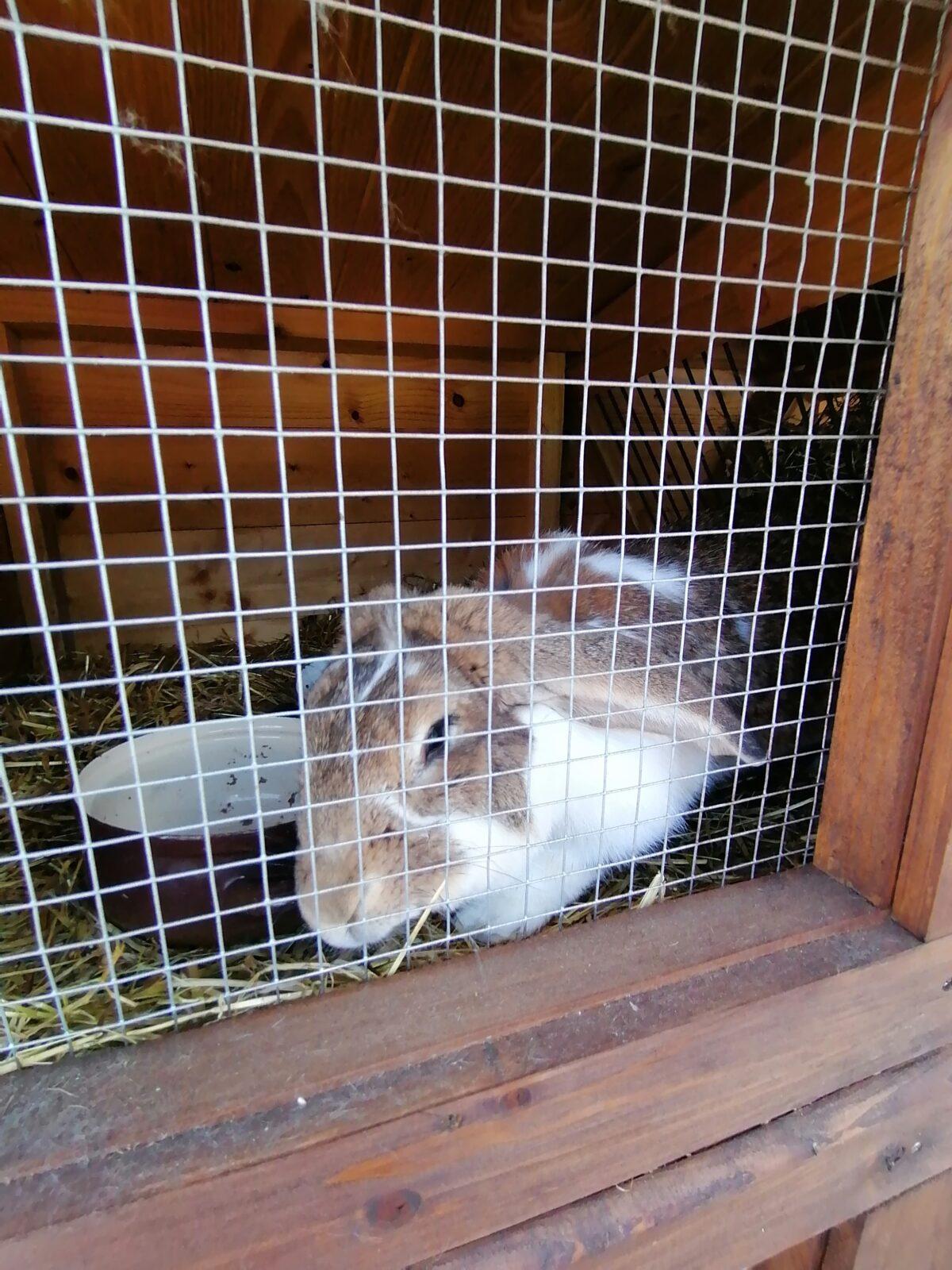 Sláva, nazdar výletu:-) (Babiččin statek - Líšnice) I. část - 113