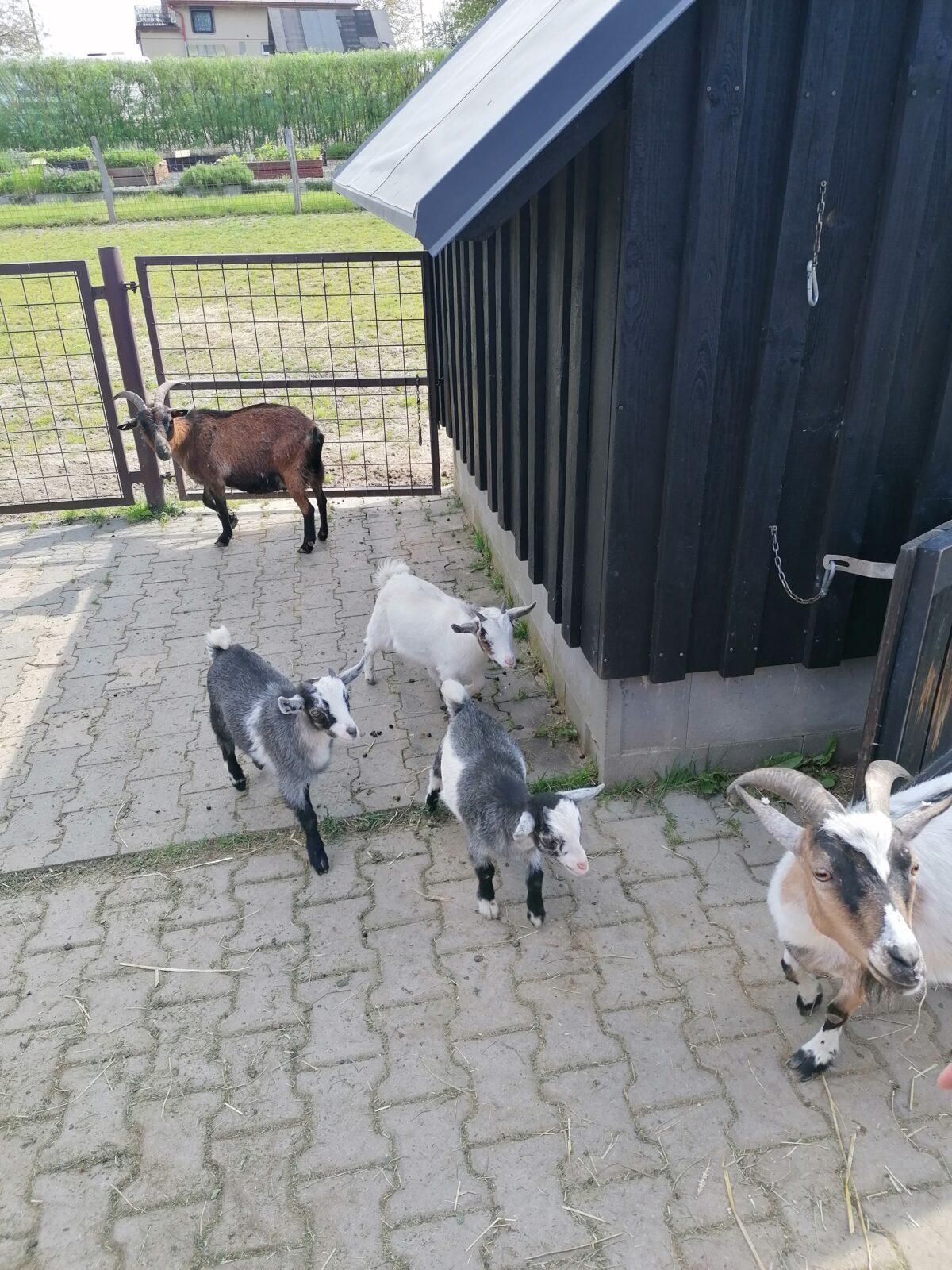 Sláva, nazdar výletu:-) (Babiččin statek - Líšnice) I. část - 120