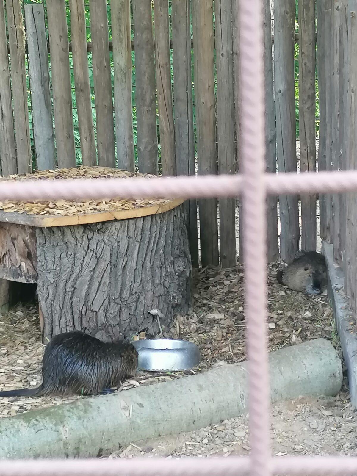 Sláva, nazdar výletu!!!!!! "Záchranná stanice Pasíčka" - 51