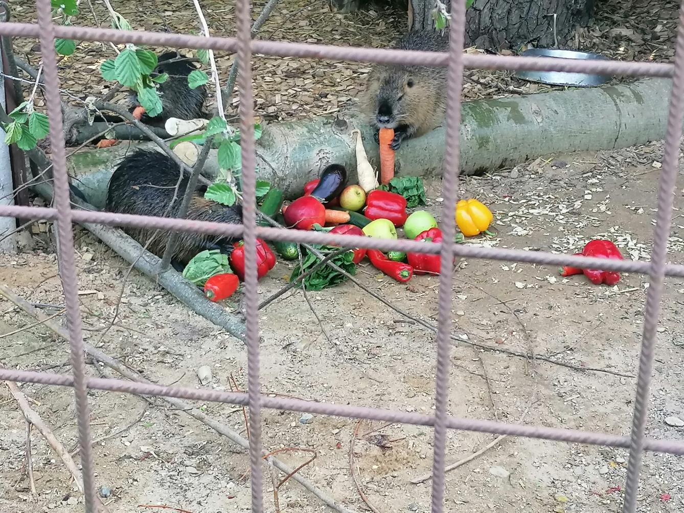 Sláva, nazdar výletu!!!!!! "Záchranná stanice Pasíčka" - 58