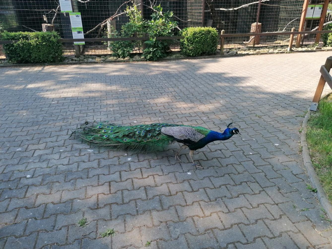 Sláva, nazdar výletu!!!!!! "Záchranná stanice Pasíčka" - 59