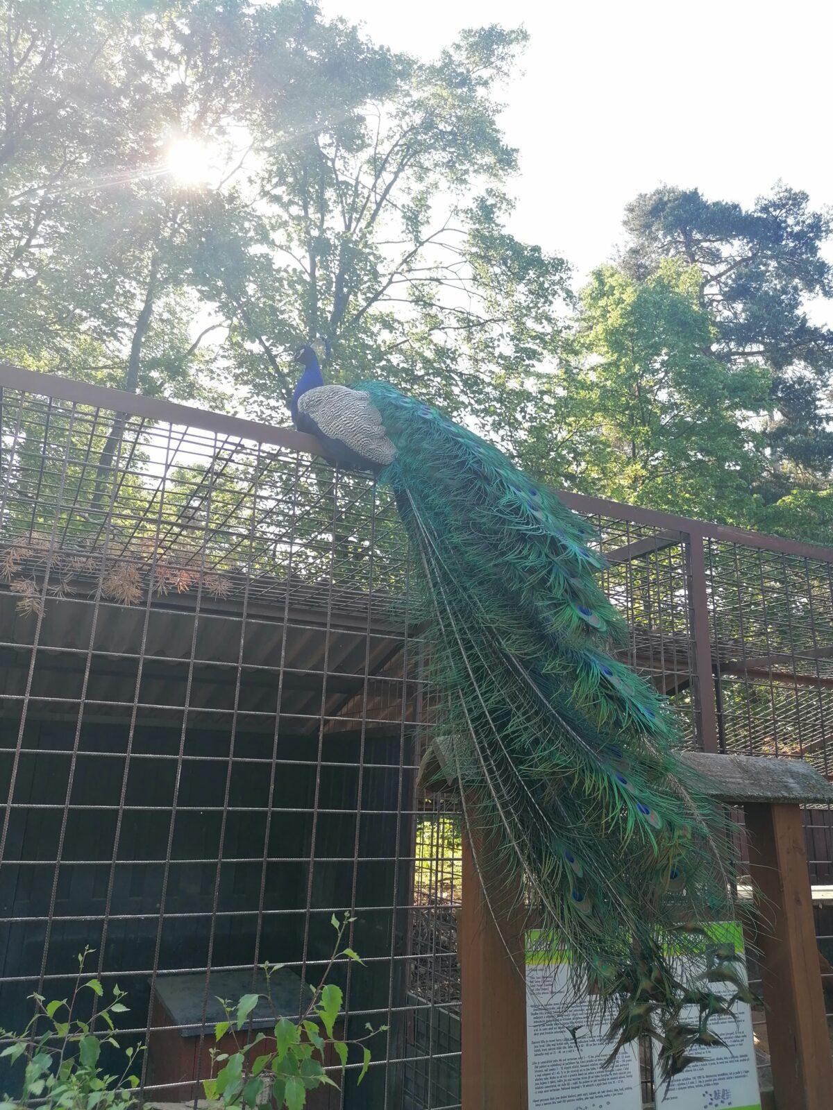 Sláva, nazdar výletu!!!!!! "Záchranná stanice Pasíčka" - 60